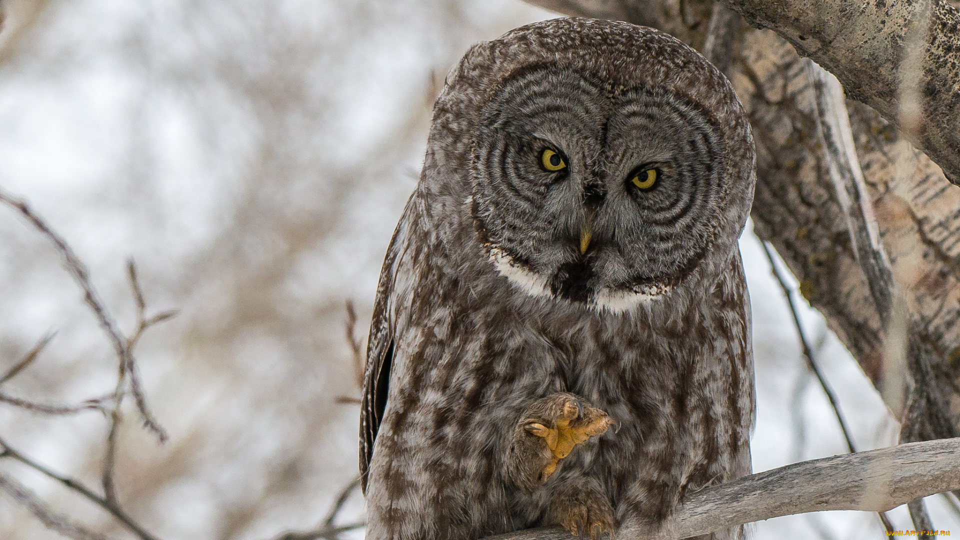 животные, совы, сова
