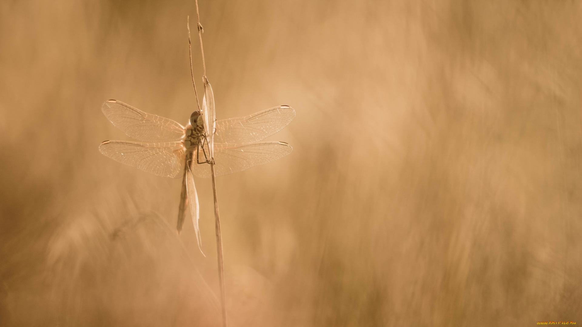 животные, стрекозы, макро