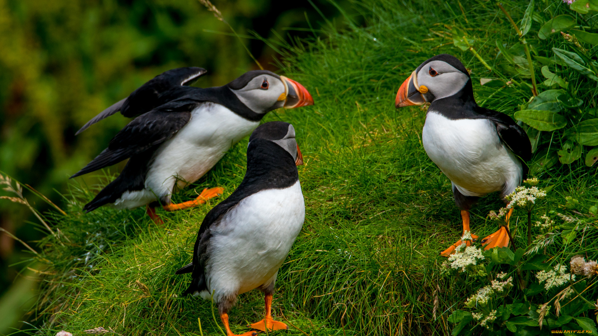 животные, тупики, puffin, профиль, птица, блики, цветы, атлантический, тупик