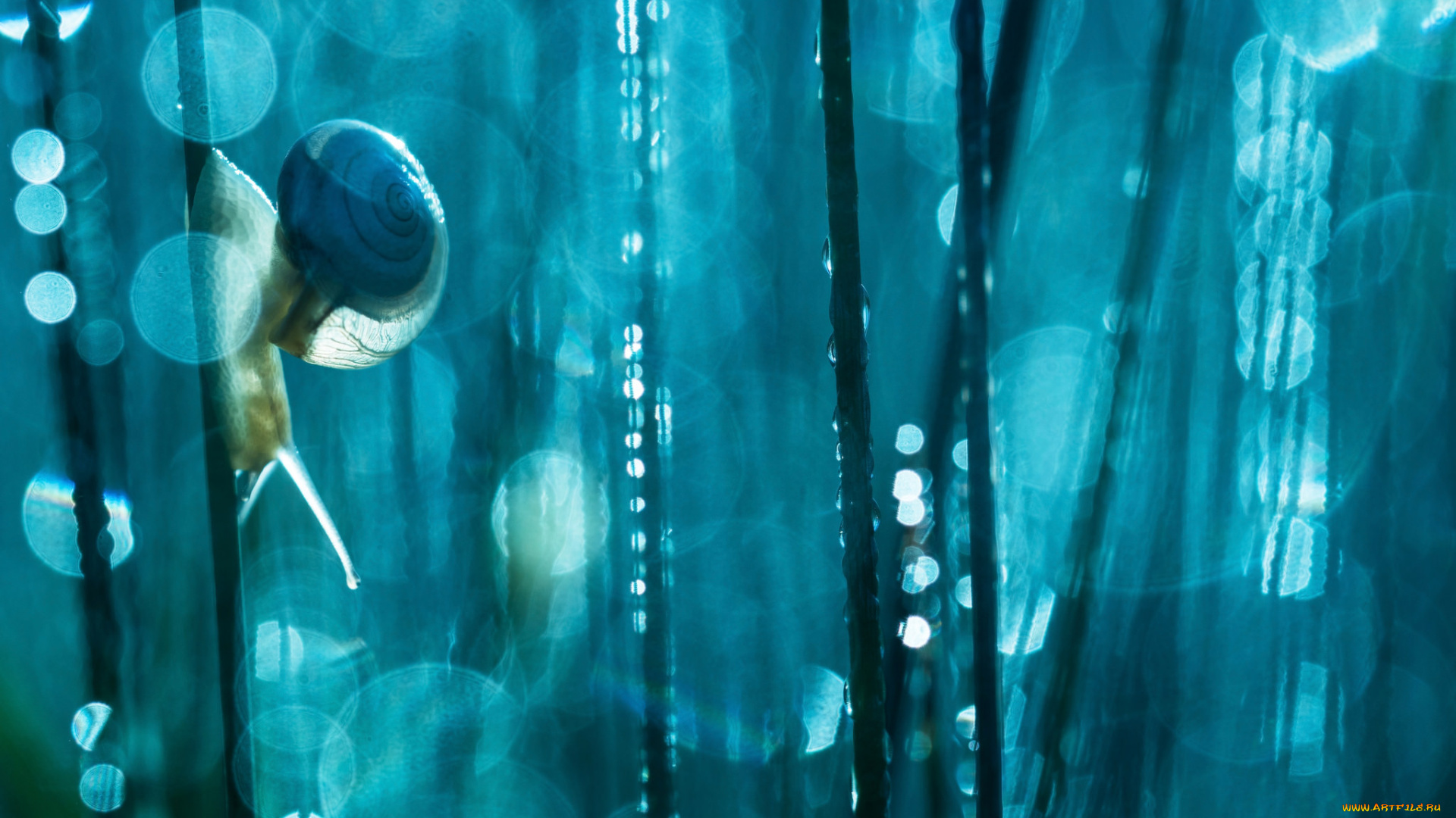 животные, улитки, макро