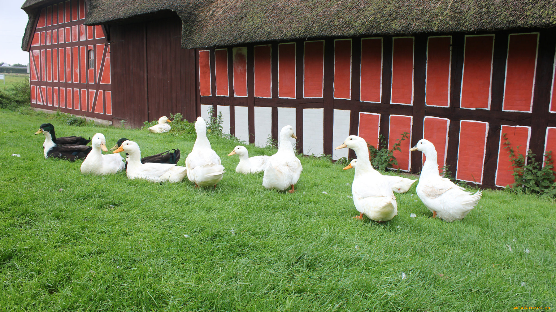 животные, утки