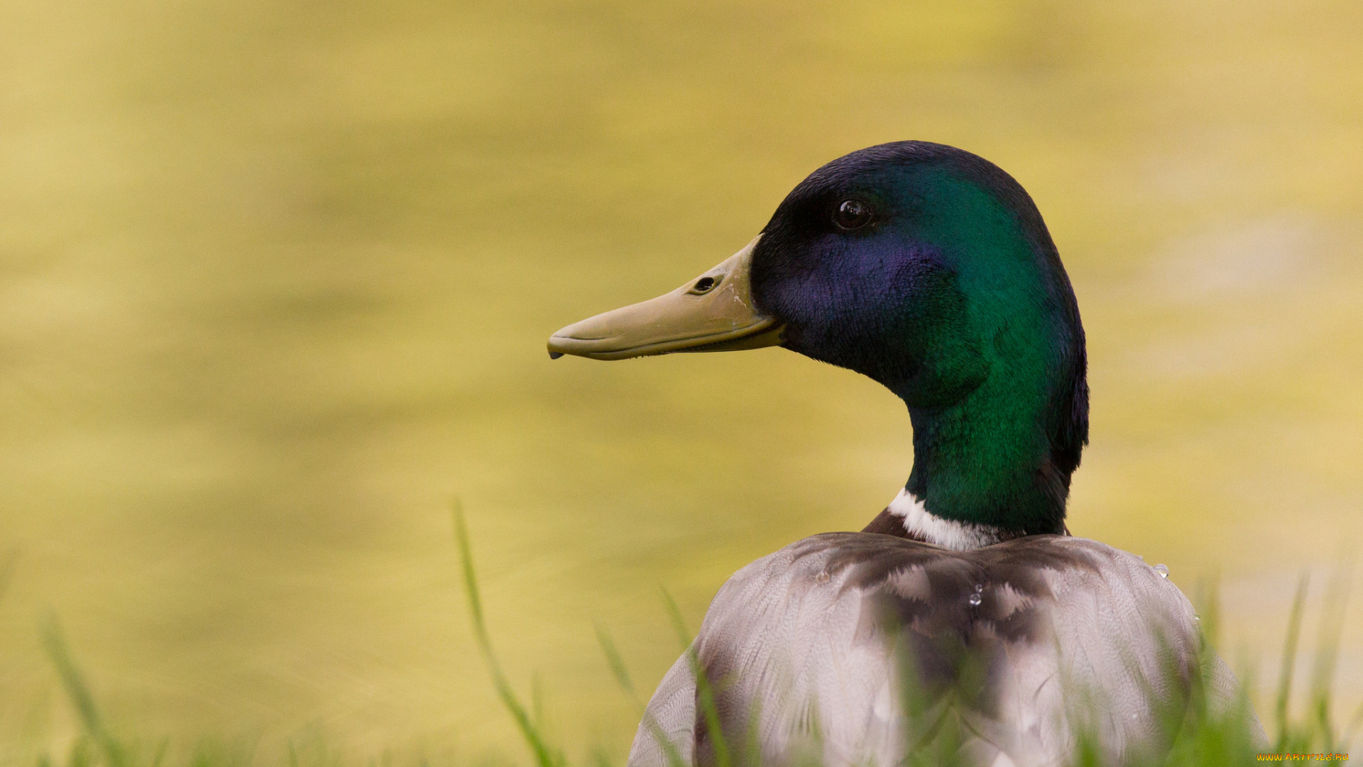 животные, утки, утка