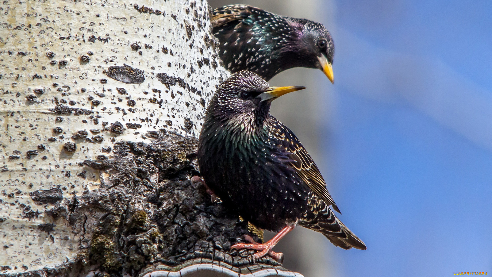 животные, вороны, , грачи, , галки, грачи