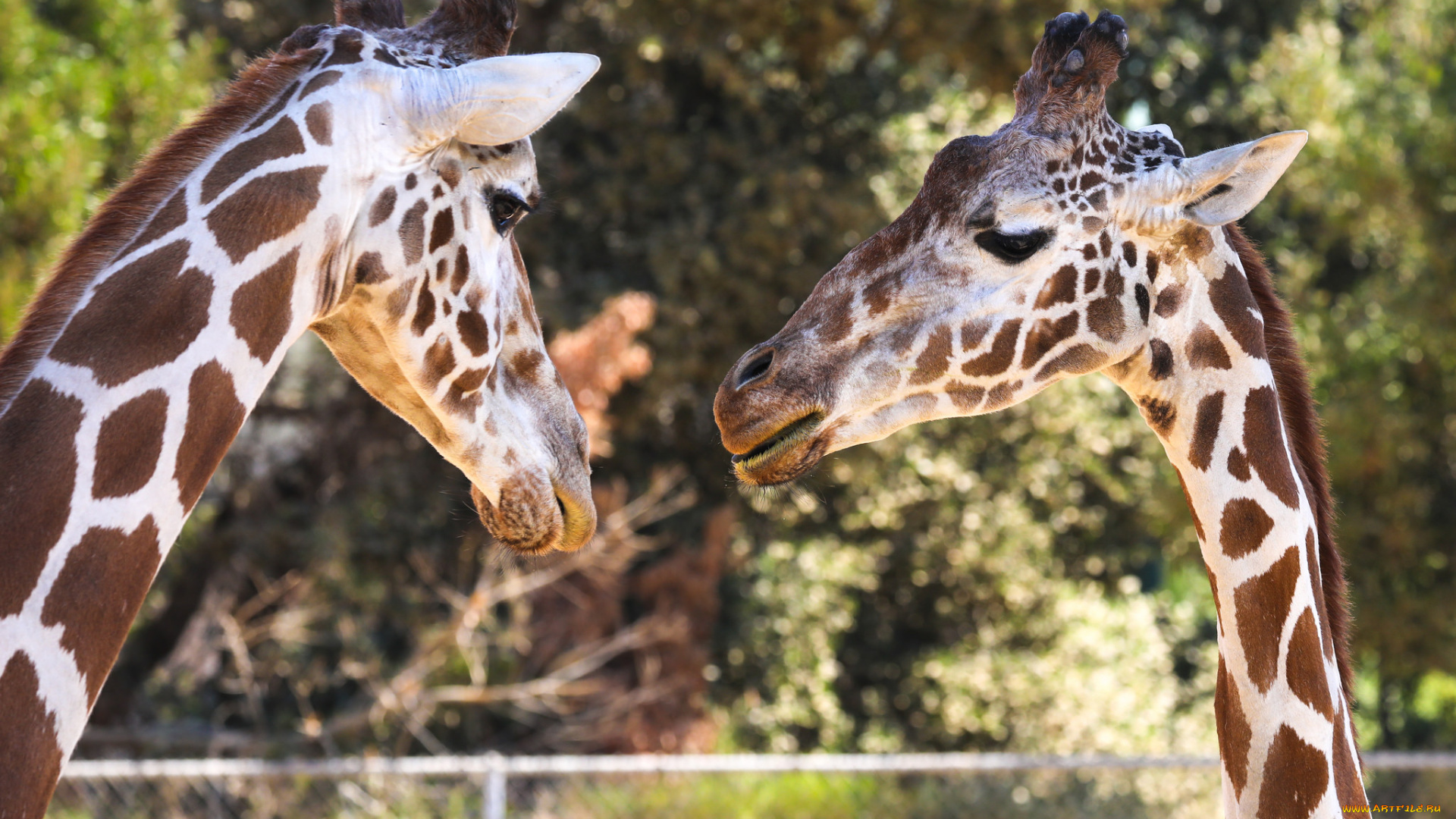 животные, жирафы