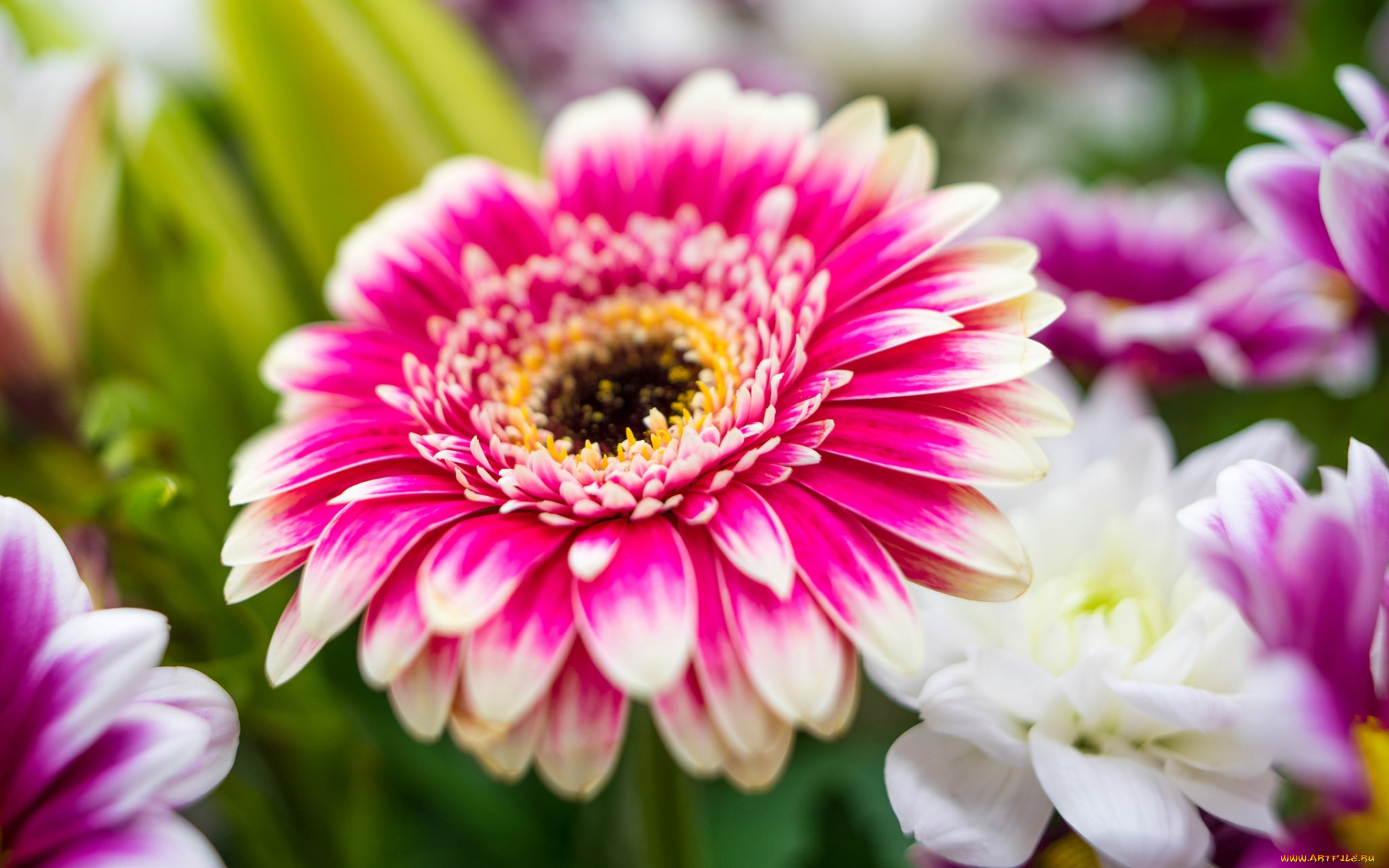 цветы, герберы, гербера