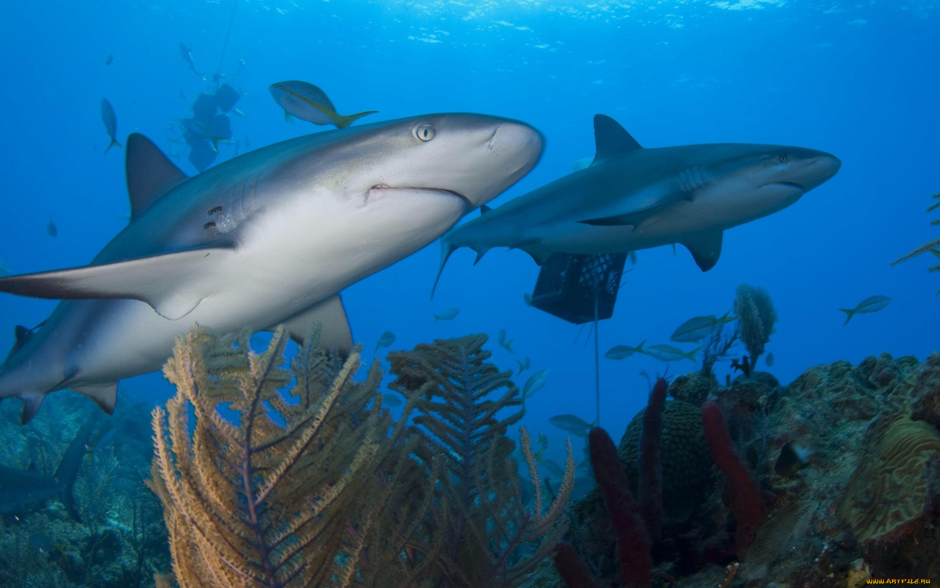 животные, акулы, море, акула