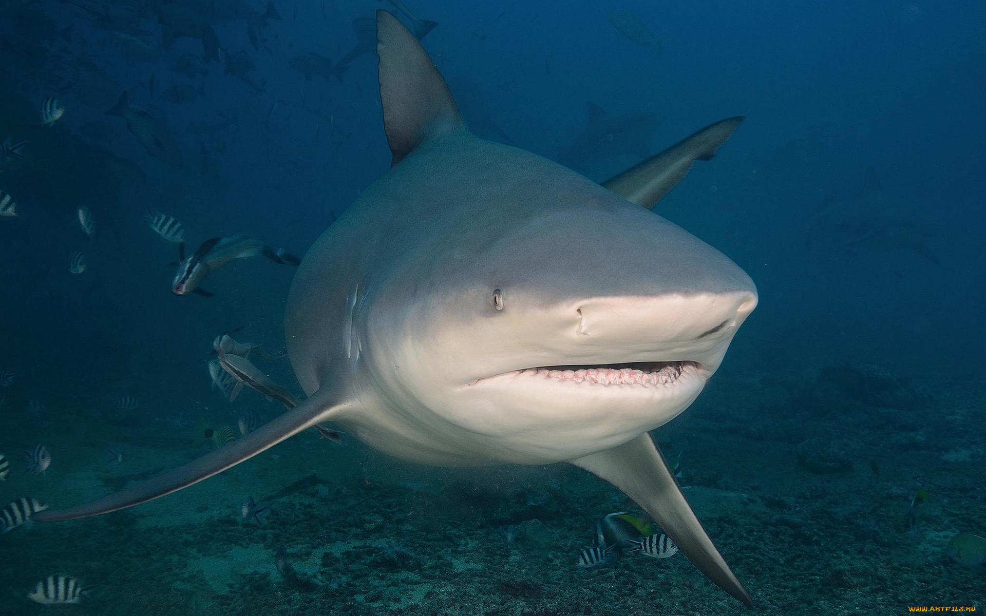 животные, акулы, море, акула