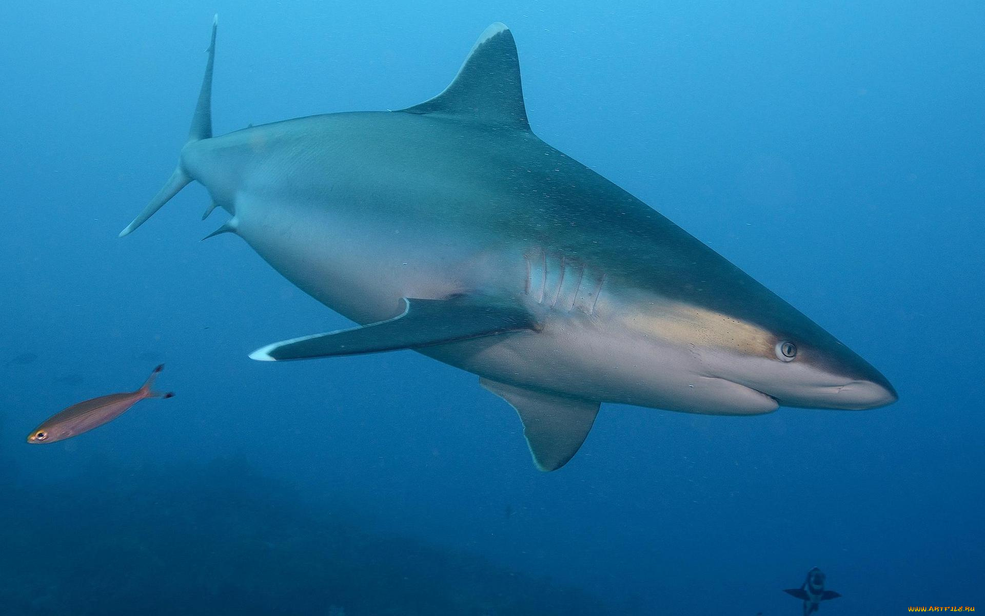 животные, акулы, море, акула