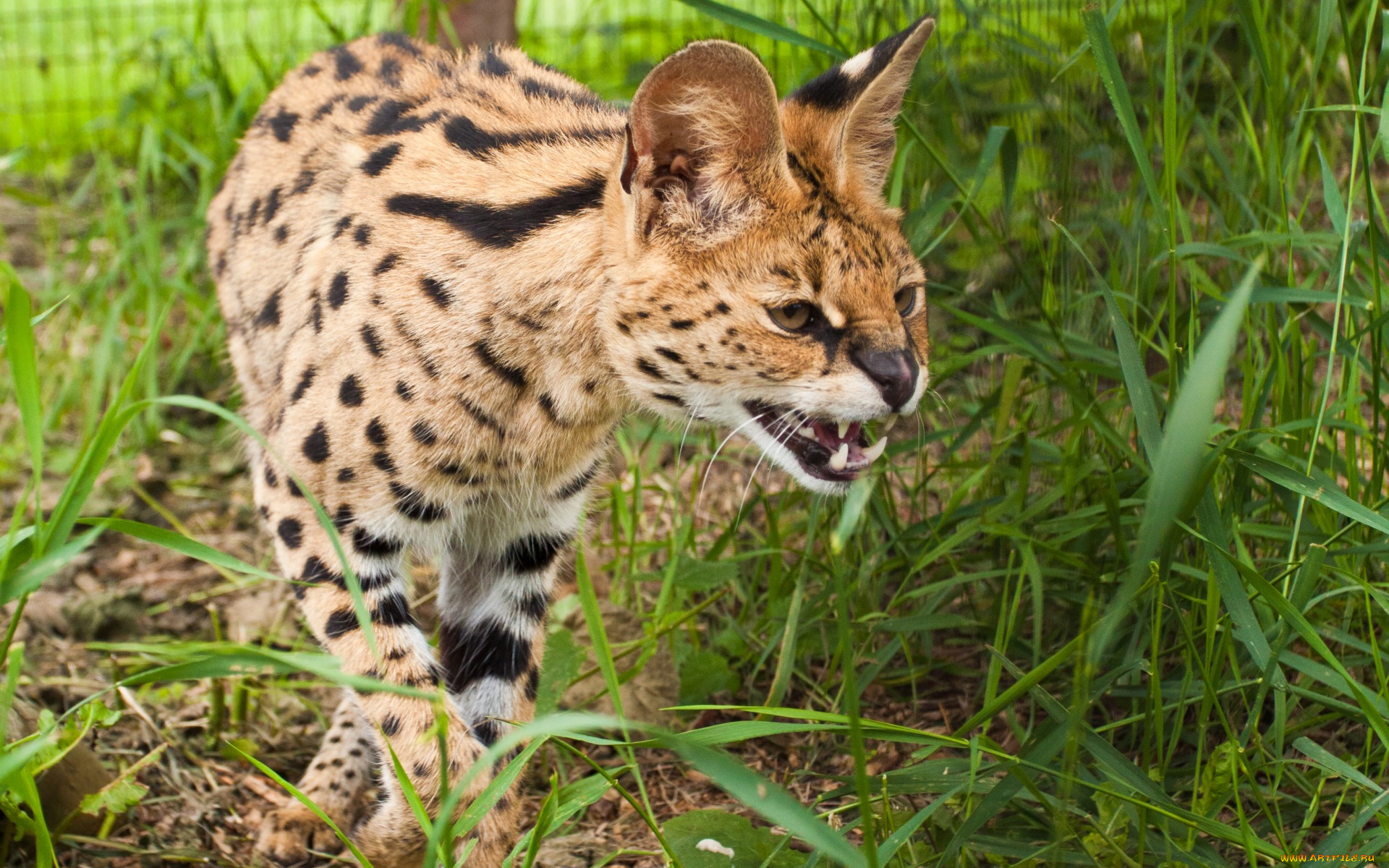 животные, сервалы, оскал