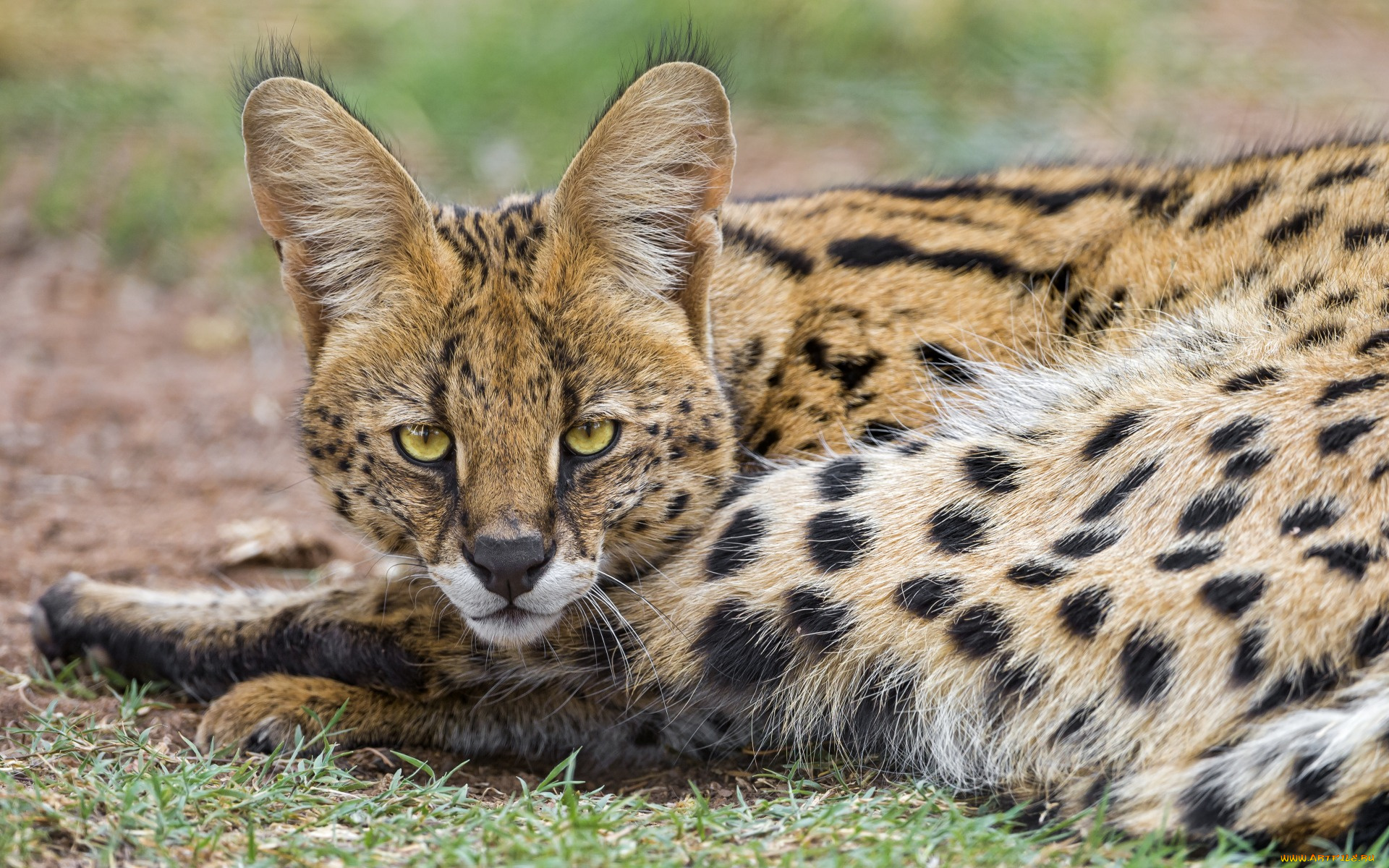 животные, сервалы, взгляд