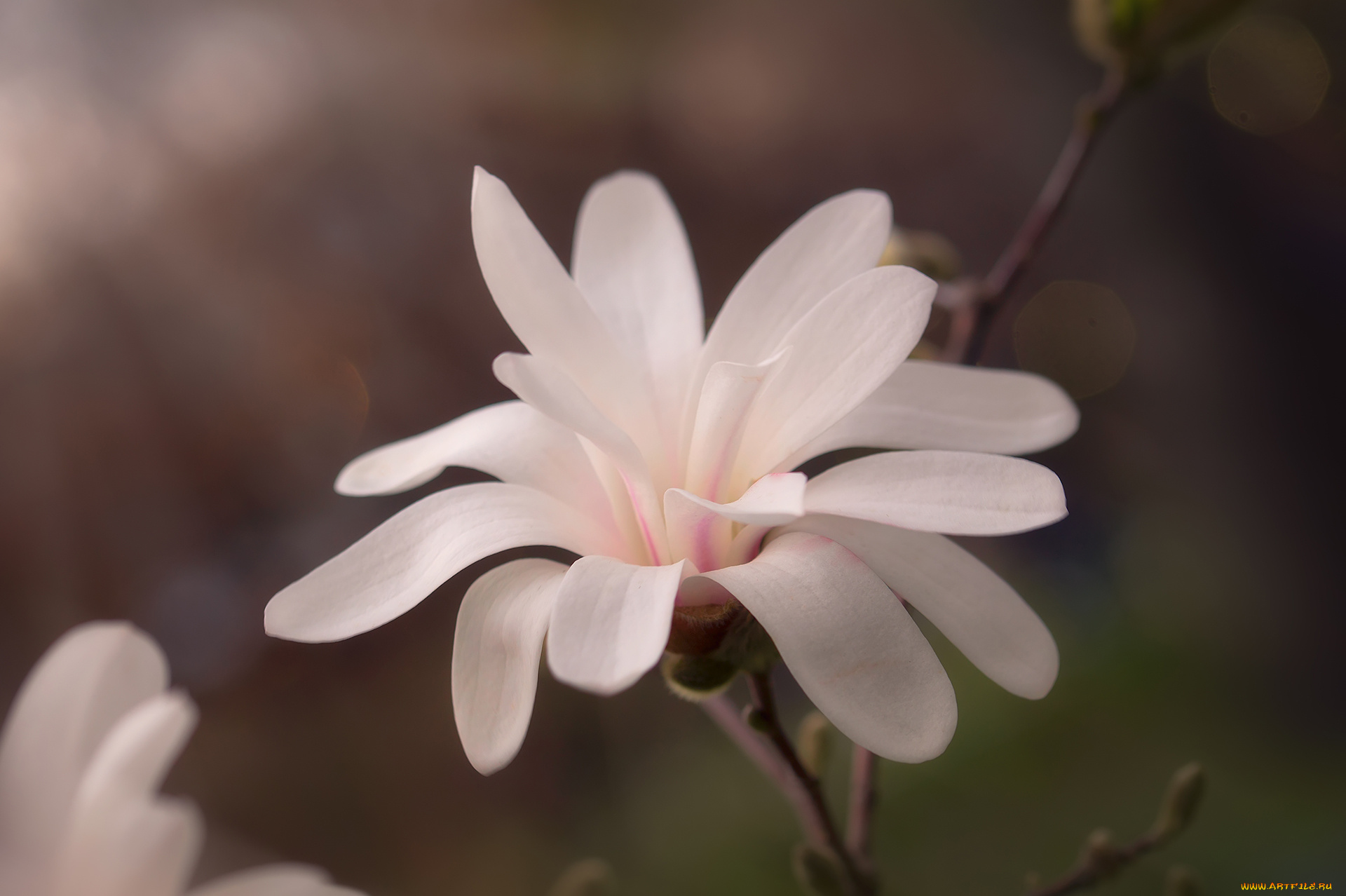 цветы, магнолии, цветение, ветка, цветок, магнолия