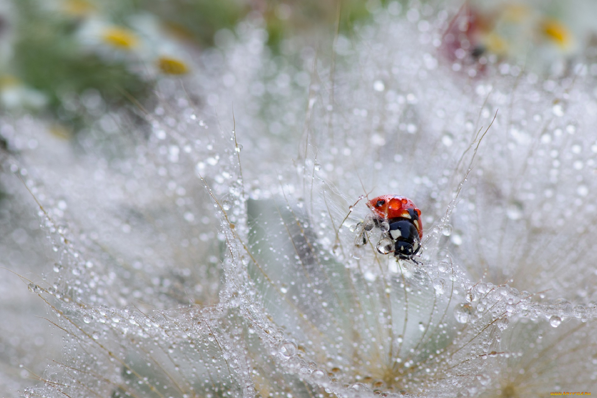 животные, божьи, коровки, капли, одуванчик, божья, коровка