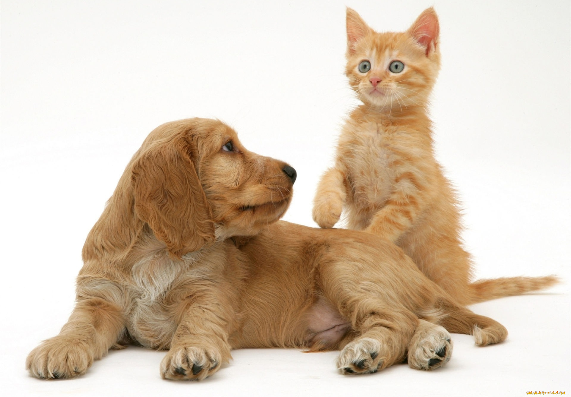 животные, разные, вместе, котенок, спаниель, рыжие, щенок