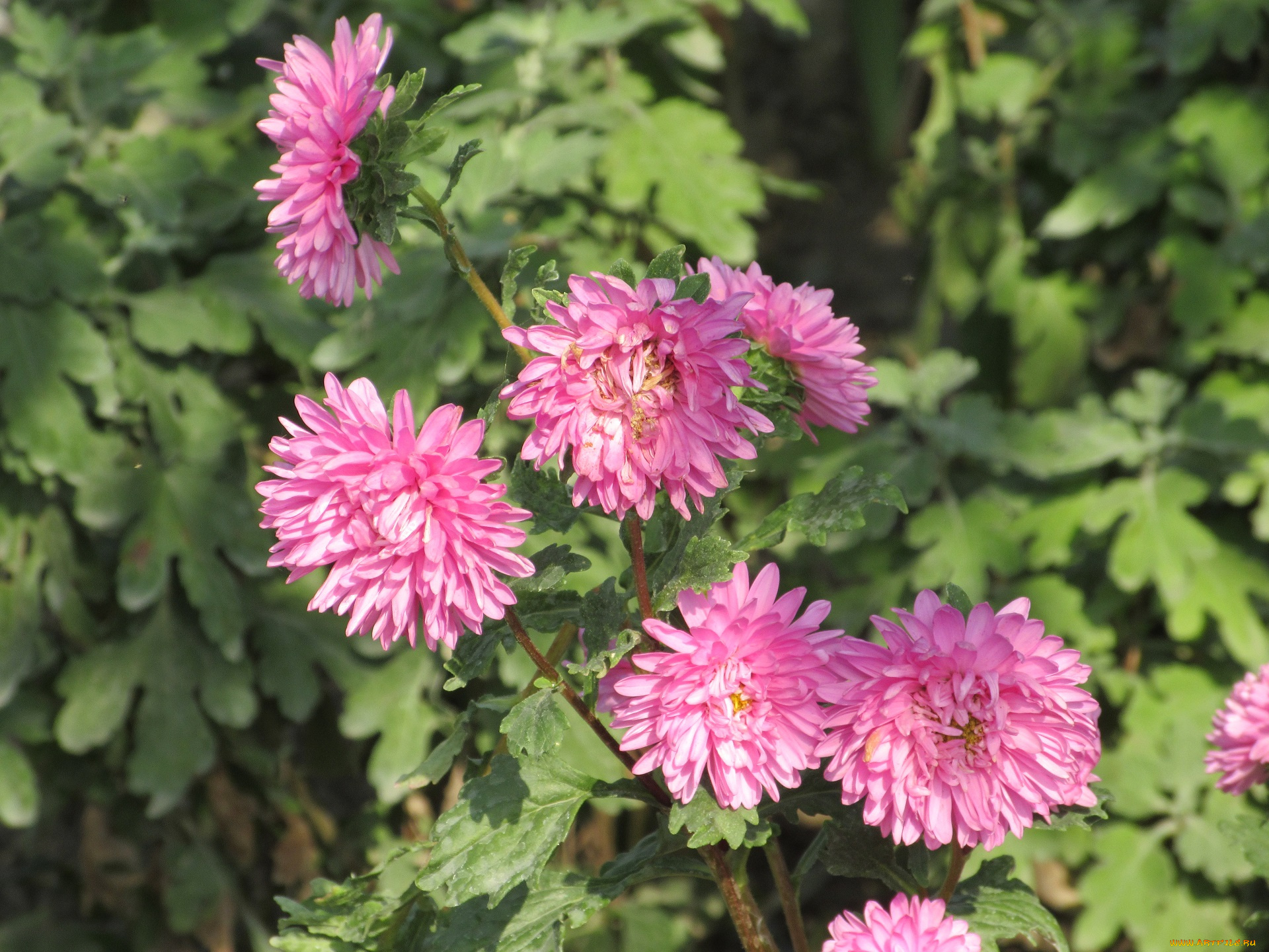 цветы, астры