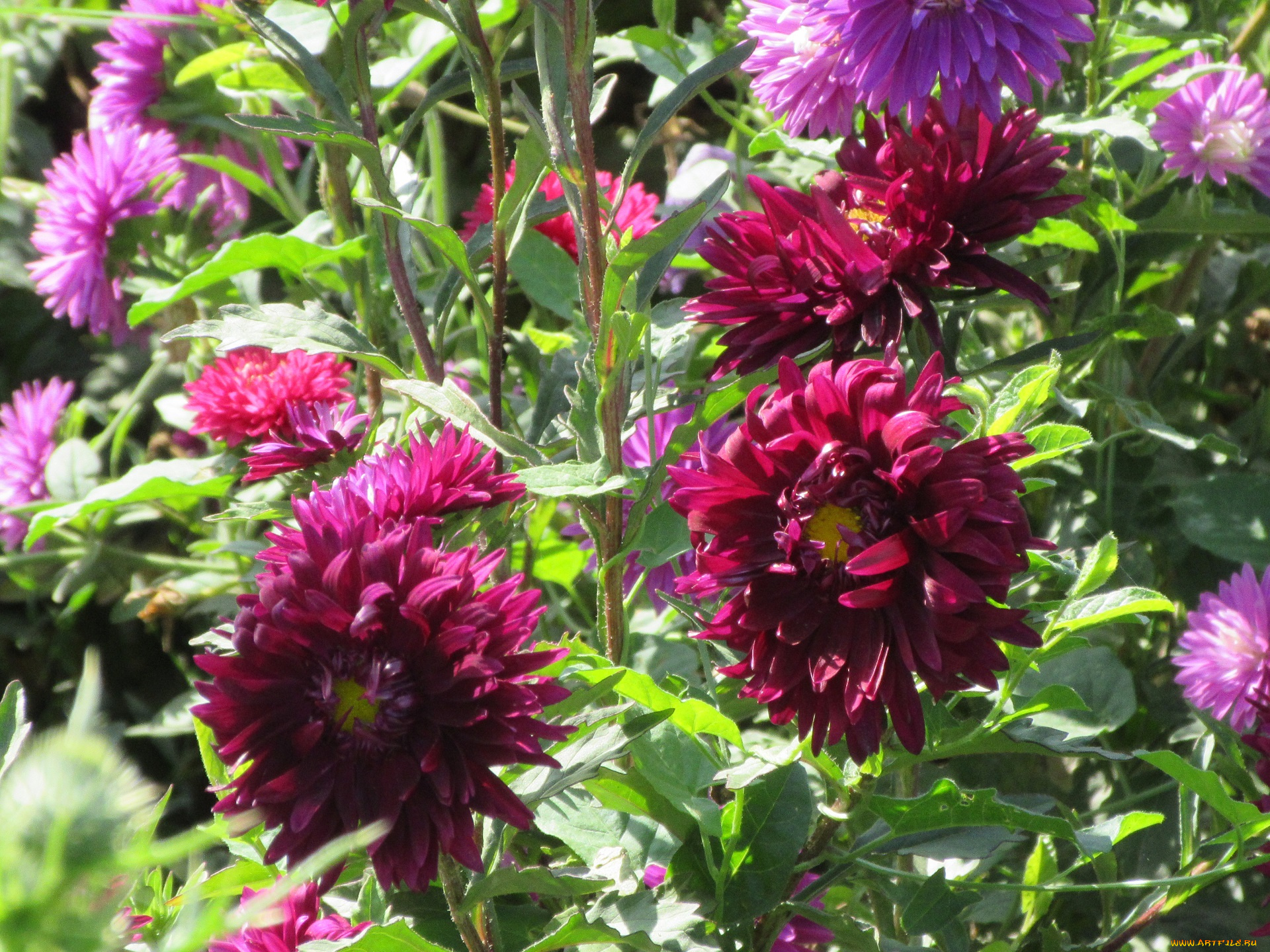 цветы, астры