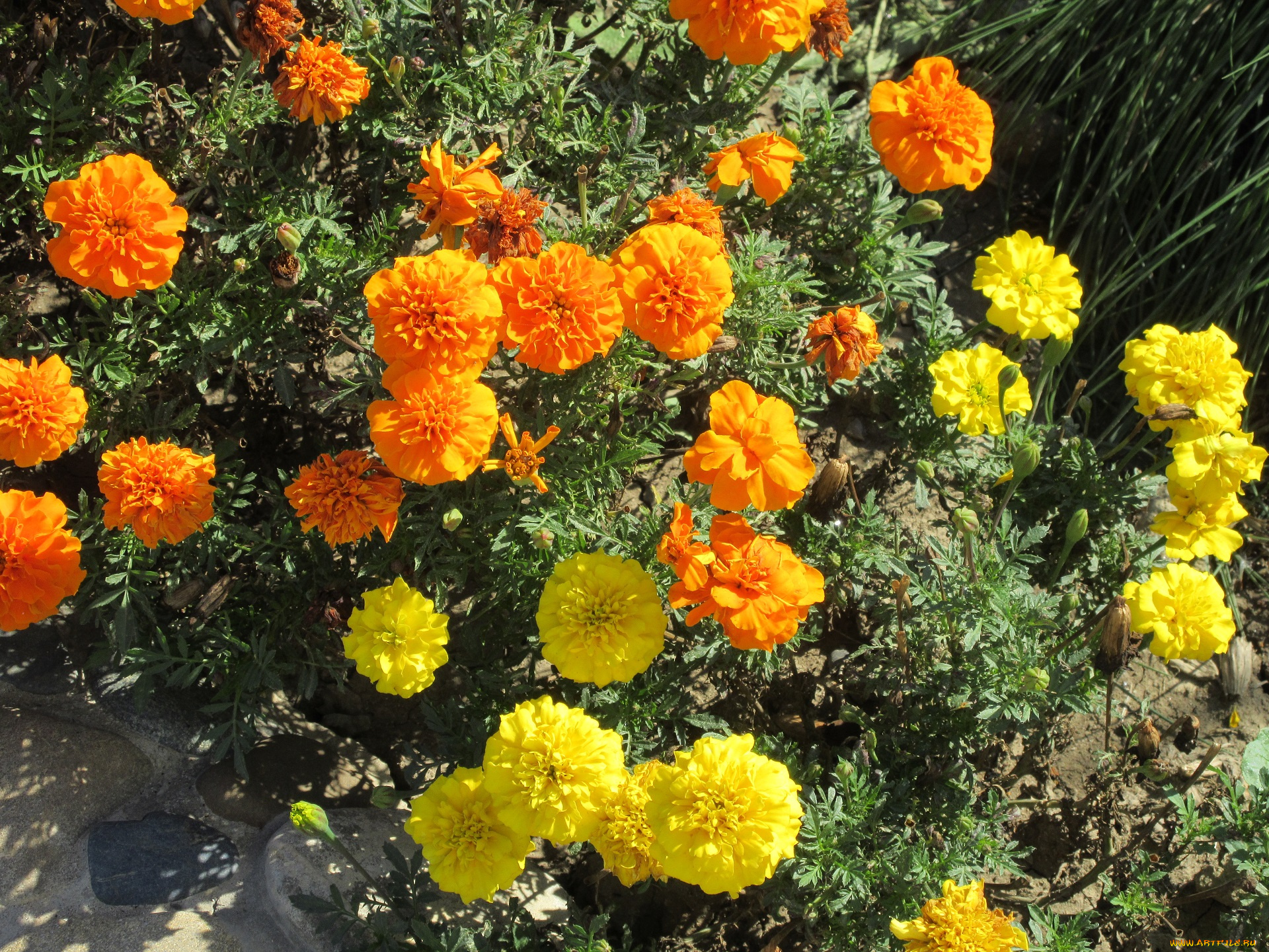 цветы, бархатцы