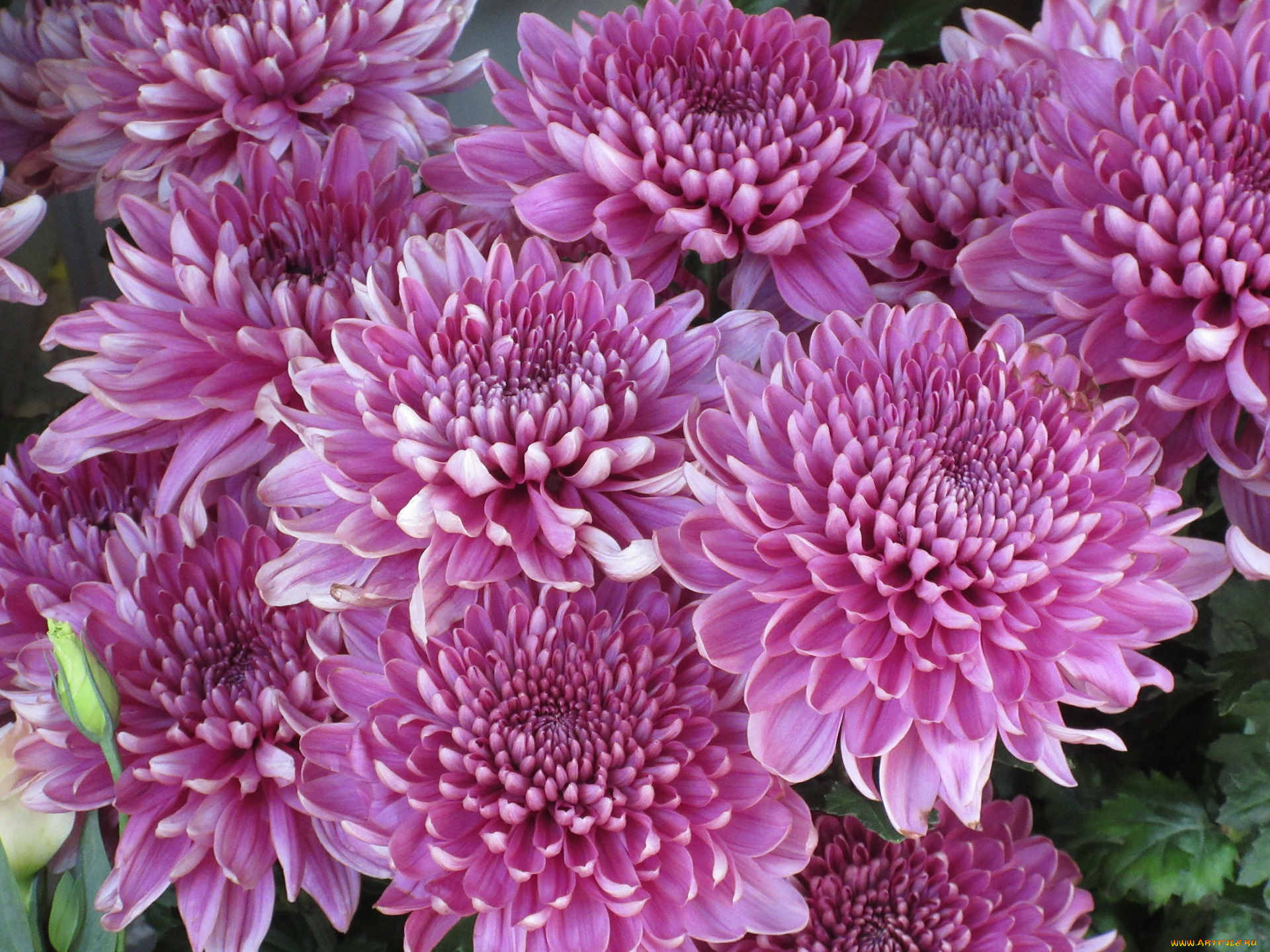 цветы, хризантемы, розовые