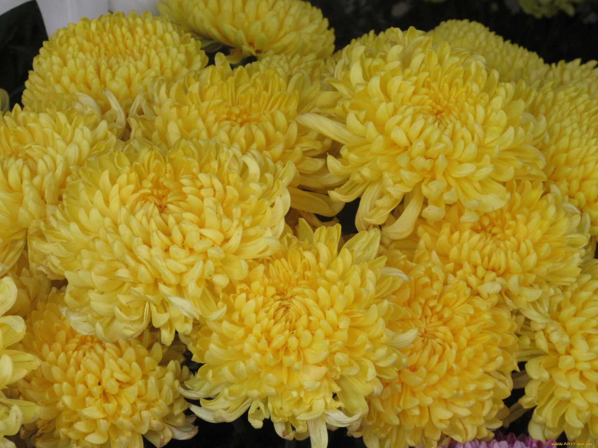 цветы, хризантемы, жёлтые