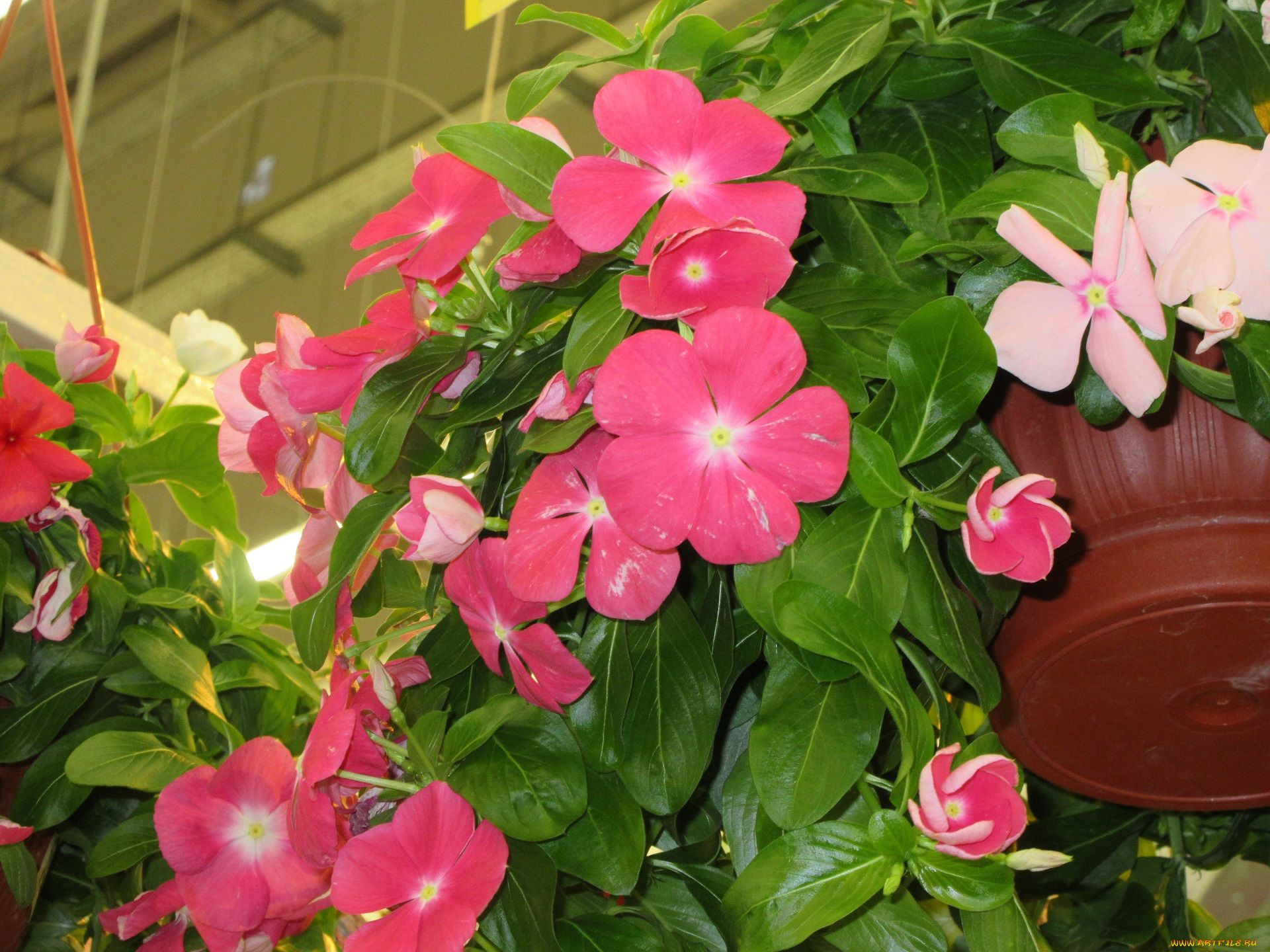 цветы, катарантусы, розовые