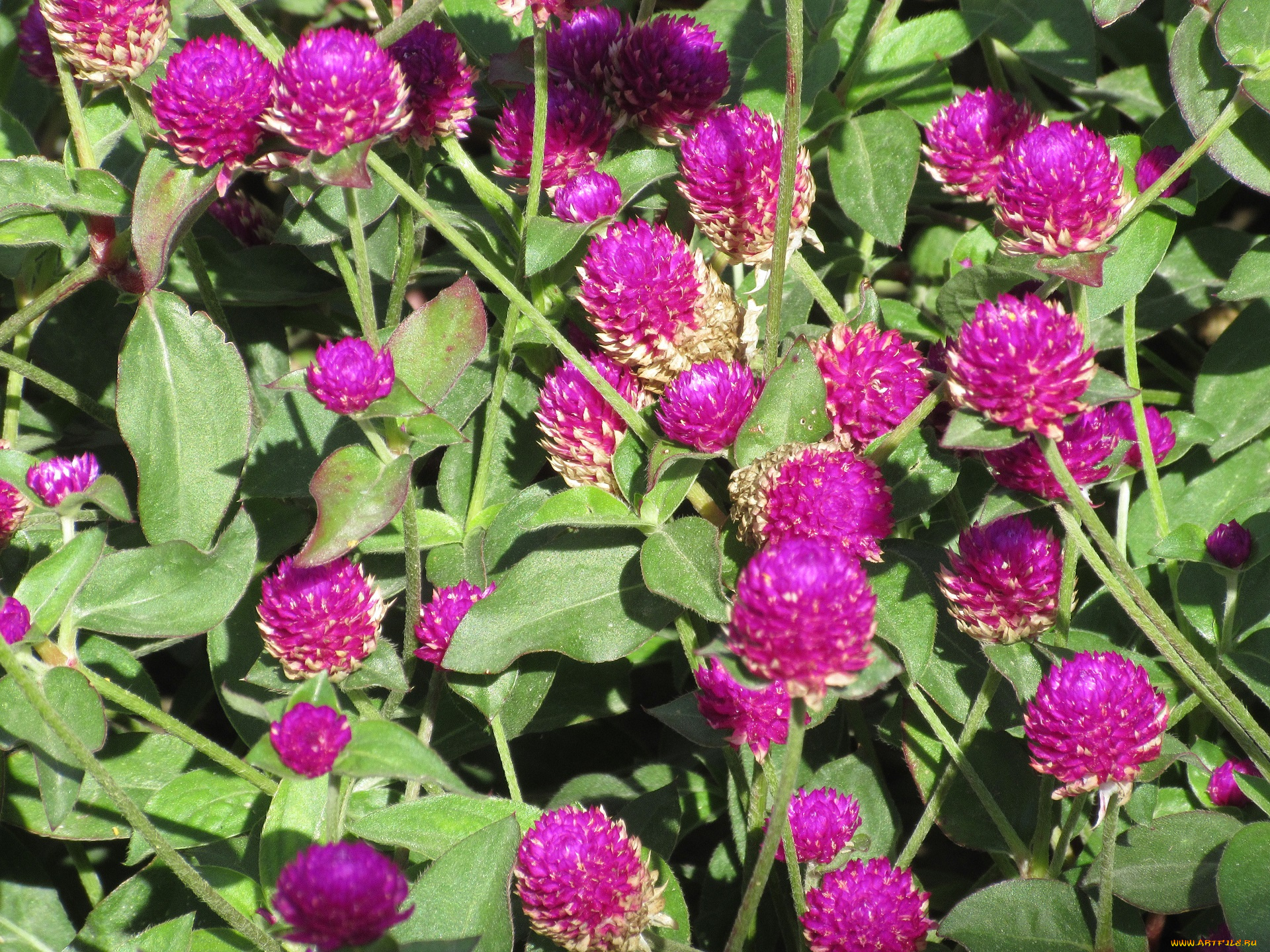 цветы, малиновые