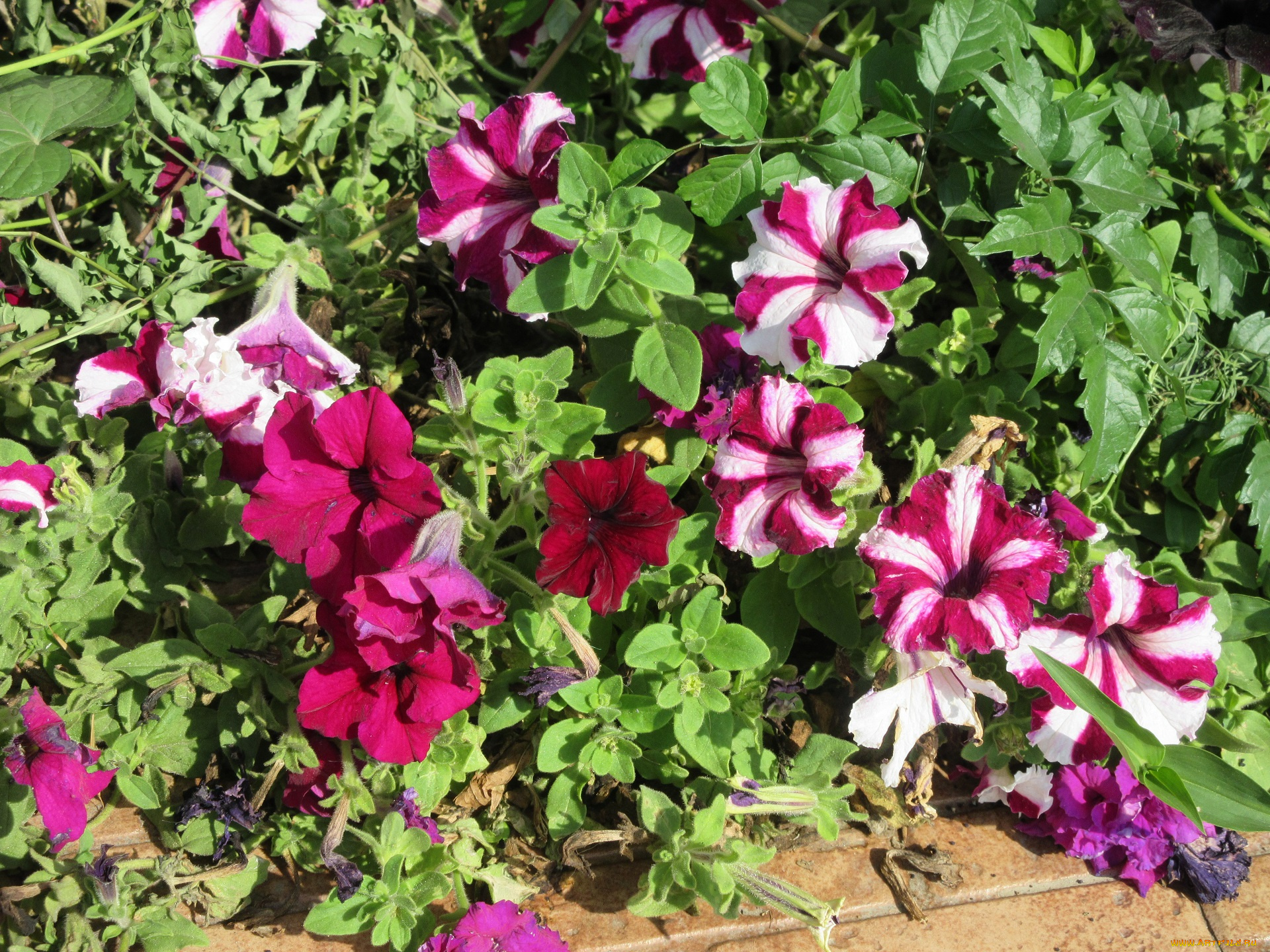 цветы, петунии, , калибрахоа