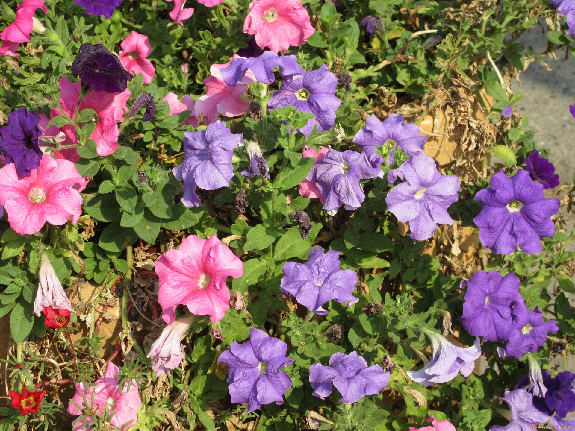 цветы, петунии, , калибрахоа