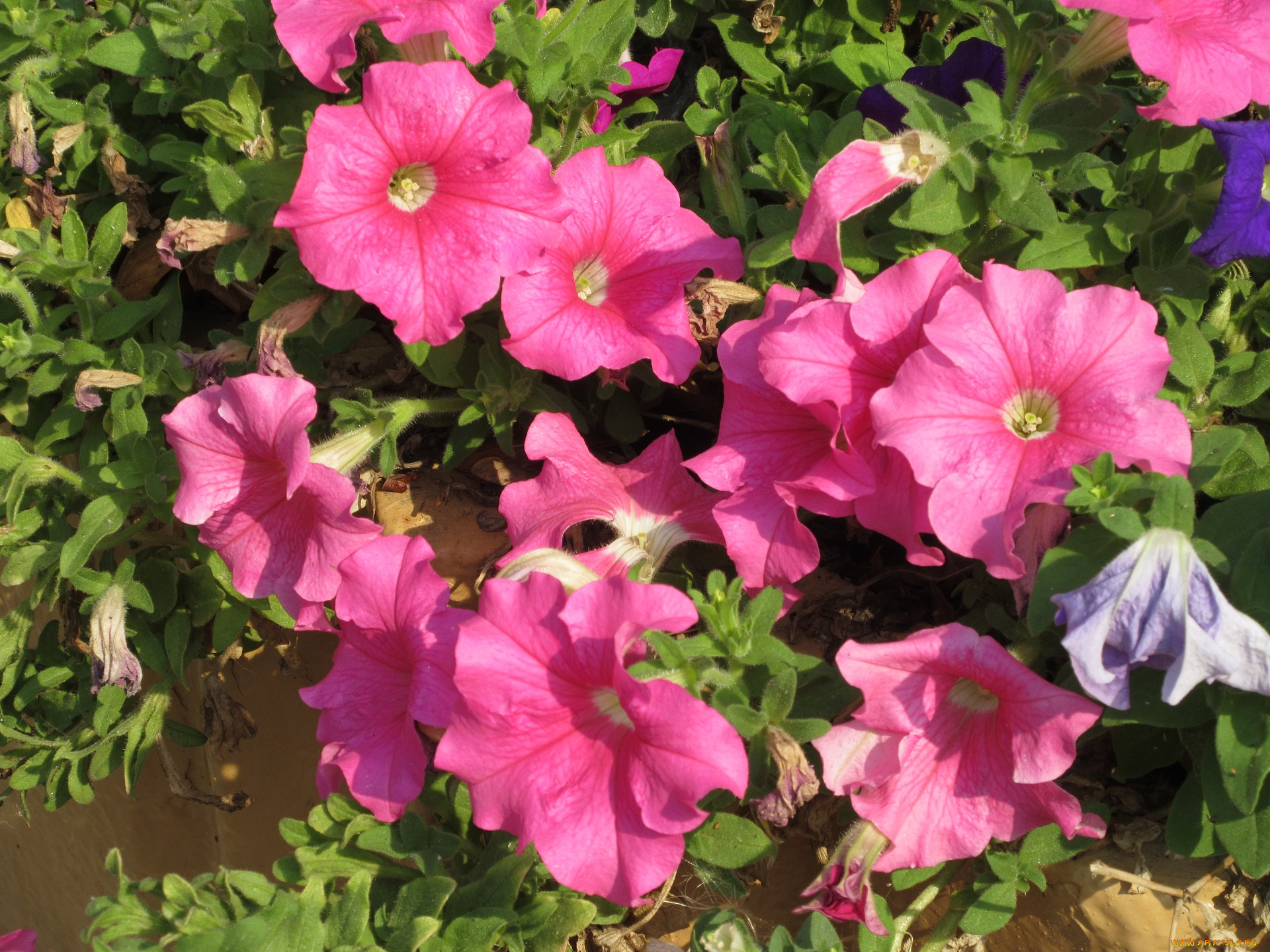 цветы, петунии, , калибрахоа, розовые