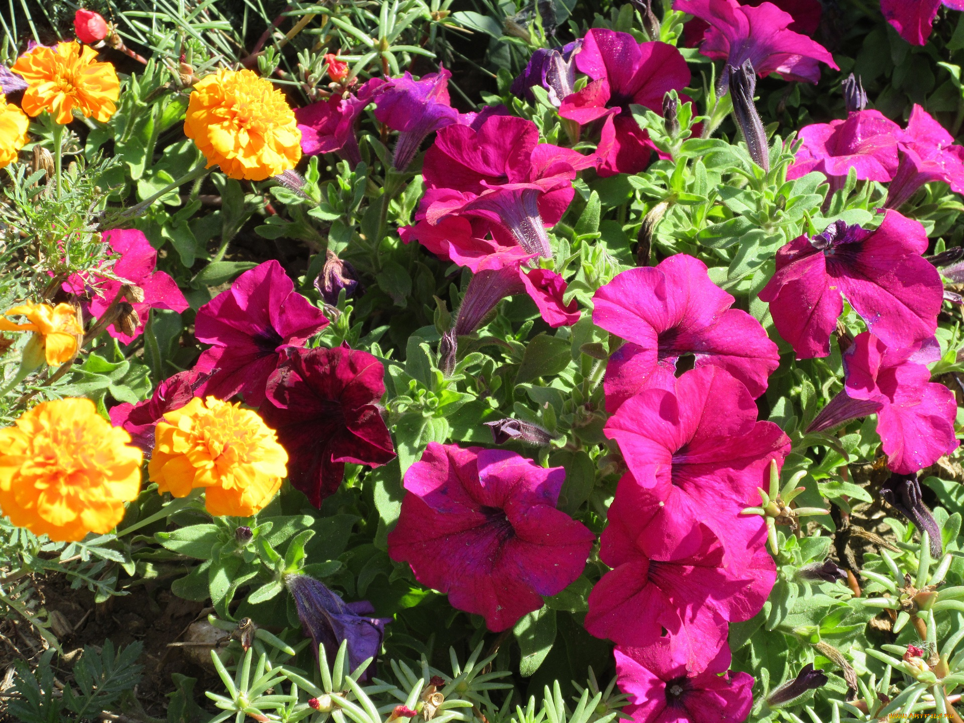 цветы, разные, вместе, клумба