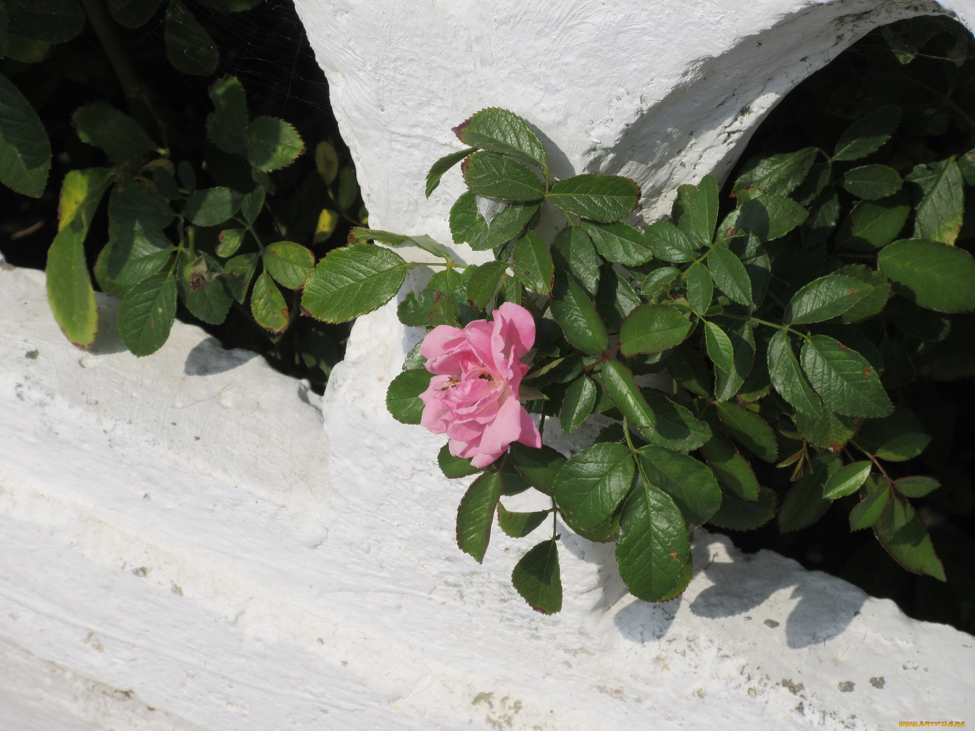 цветы, розы, роза