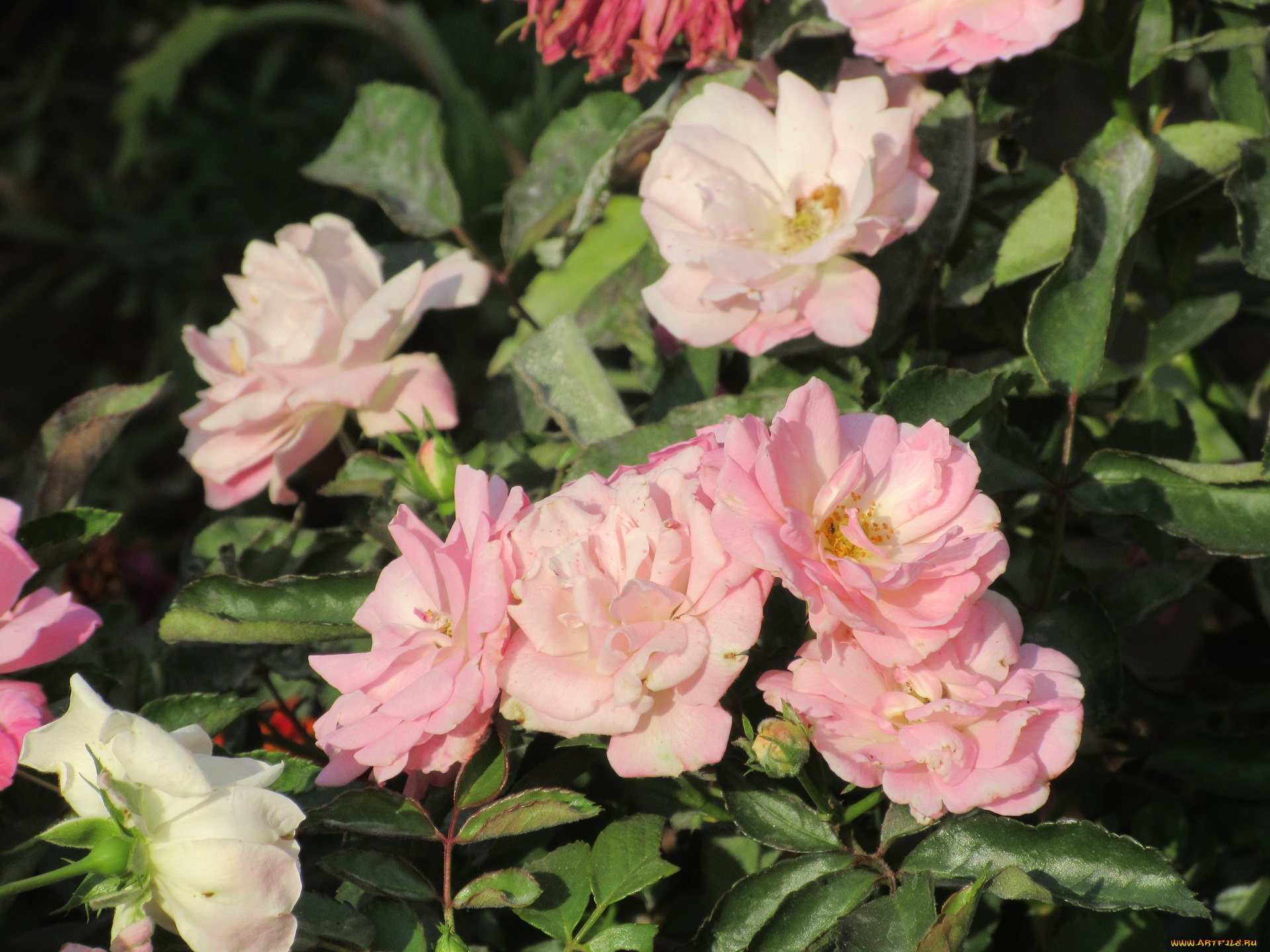 цветы, розы, розовые