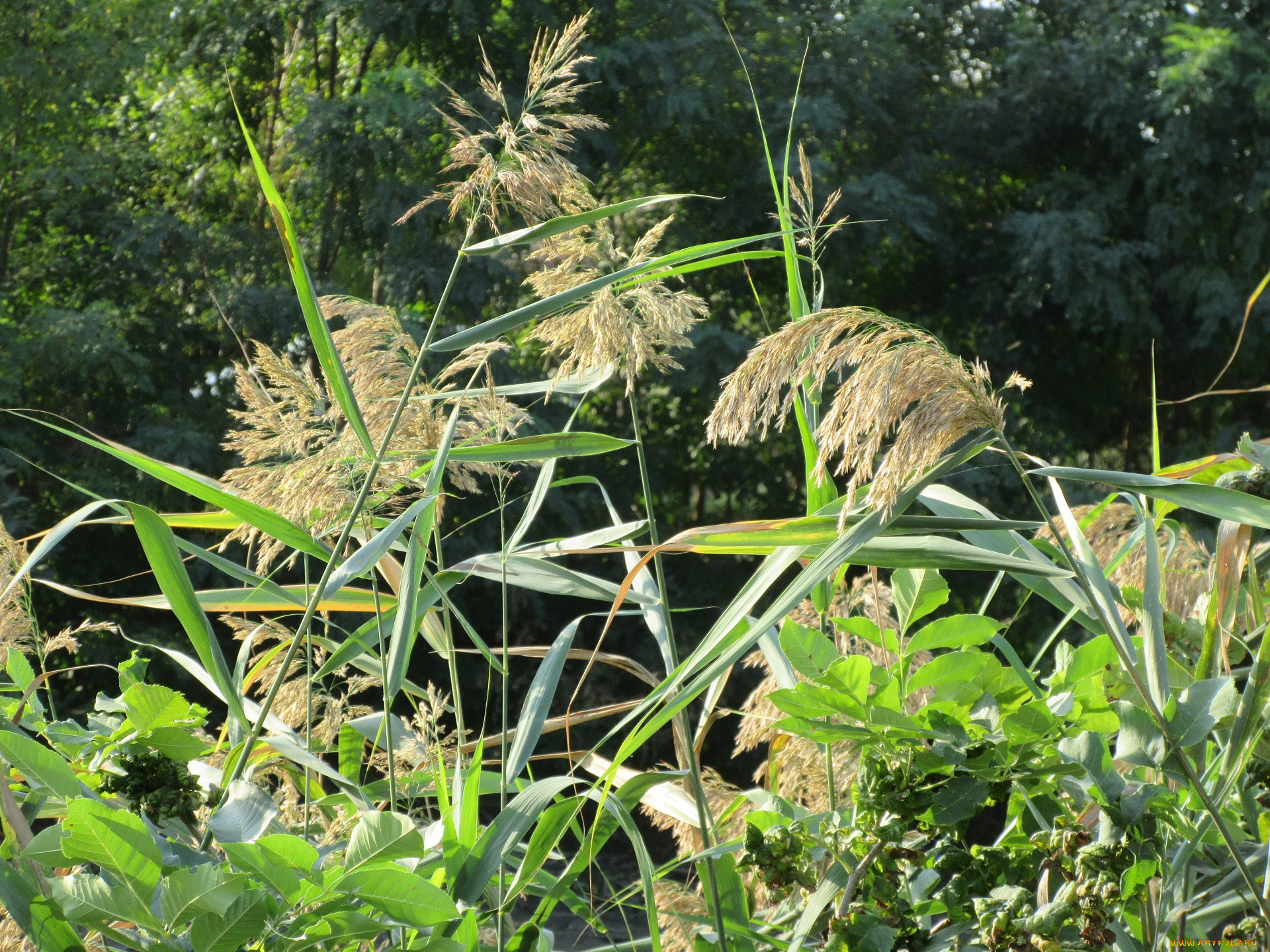 природа, реки, озера, камыш