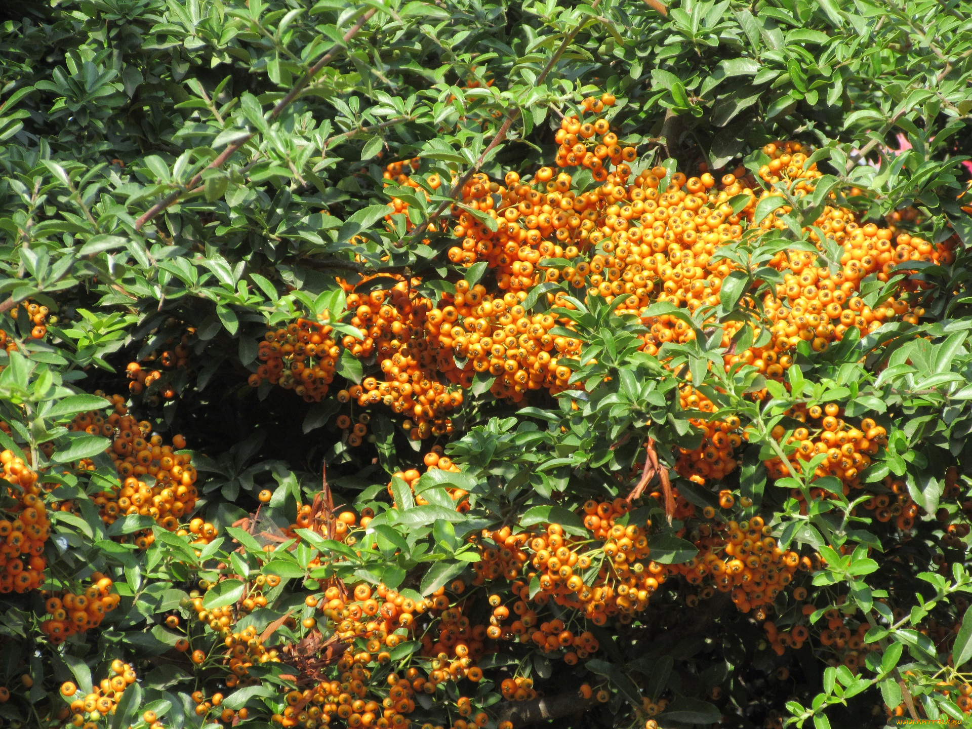 природа, Ягоды, , рябина, кусты