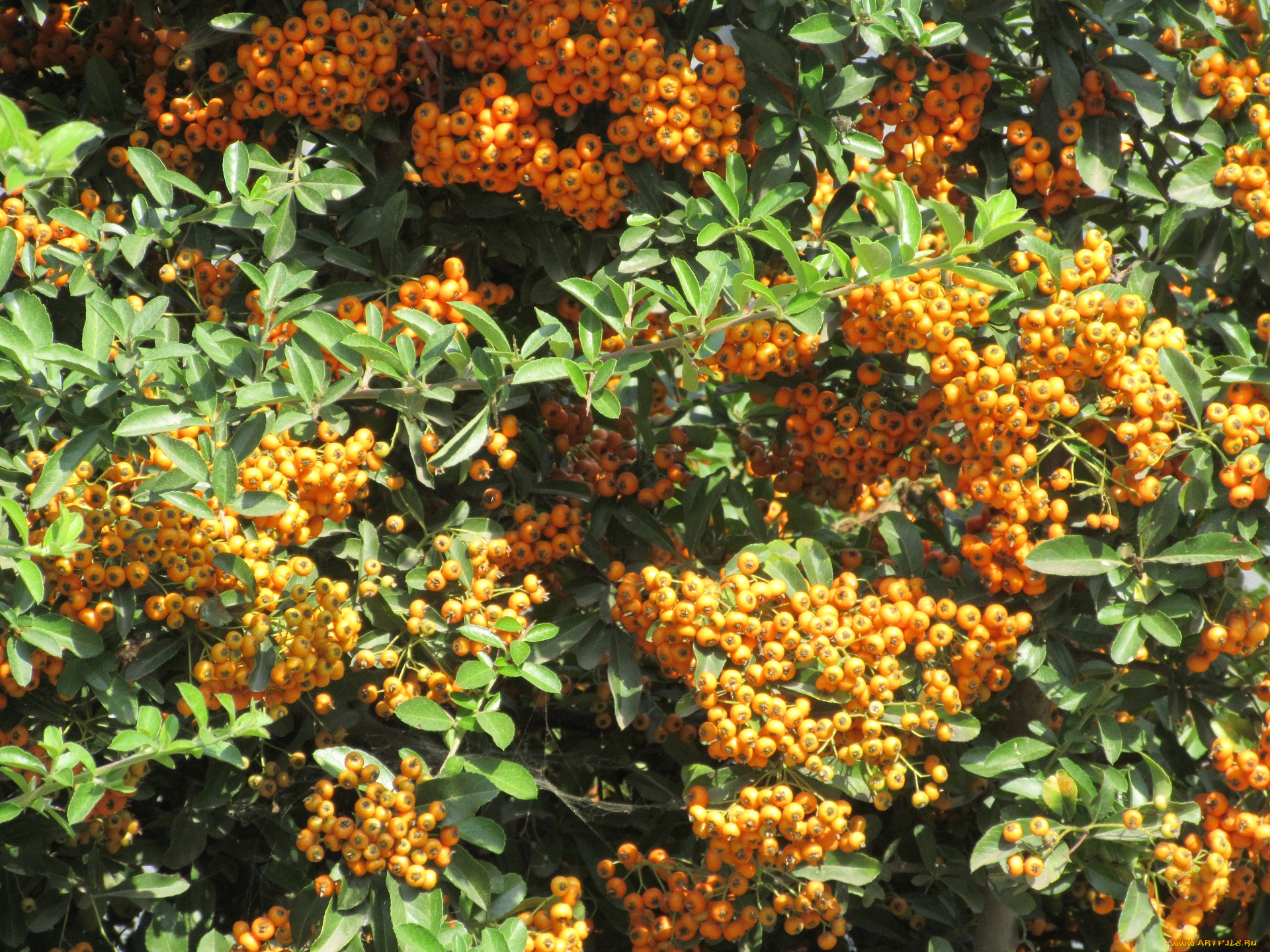природа, Ягоды, , рябина, кусты