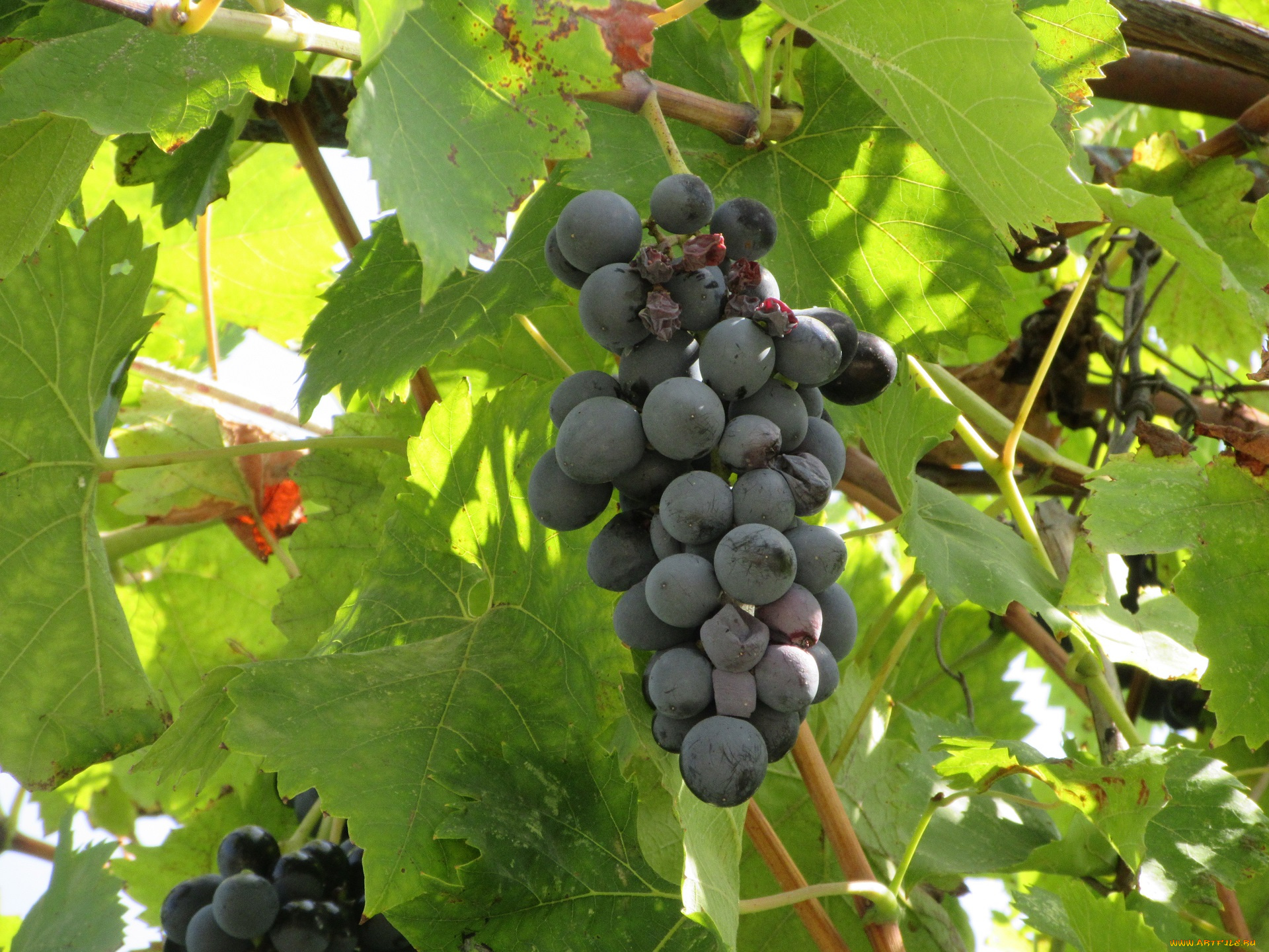 природа, Ягоды, , виноград, виноград