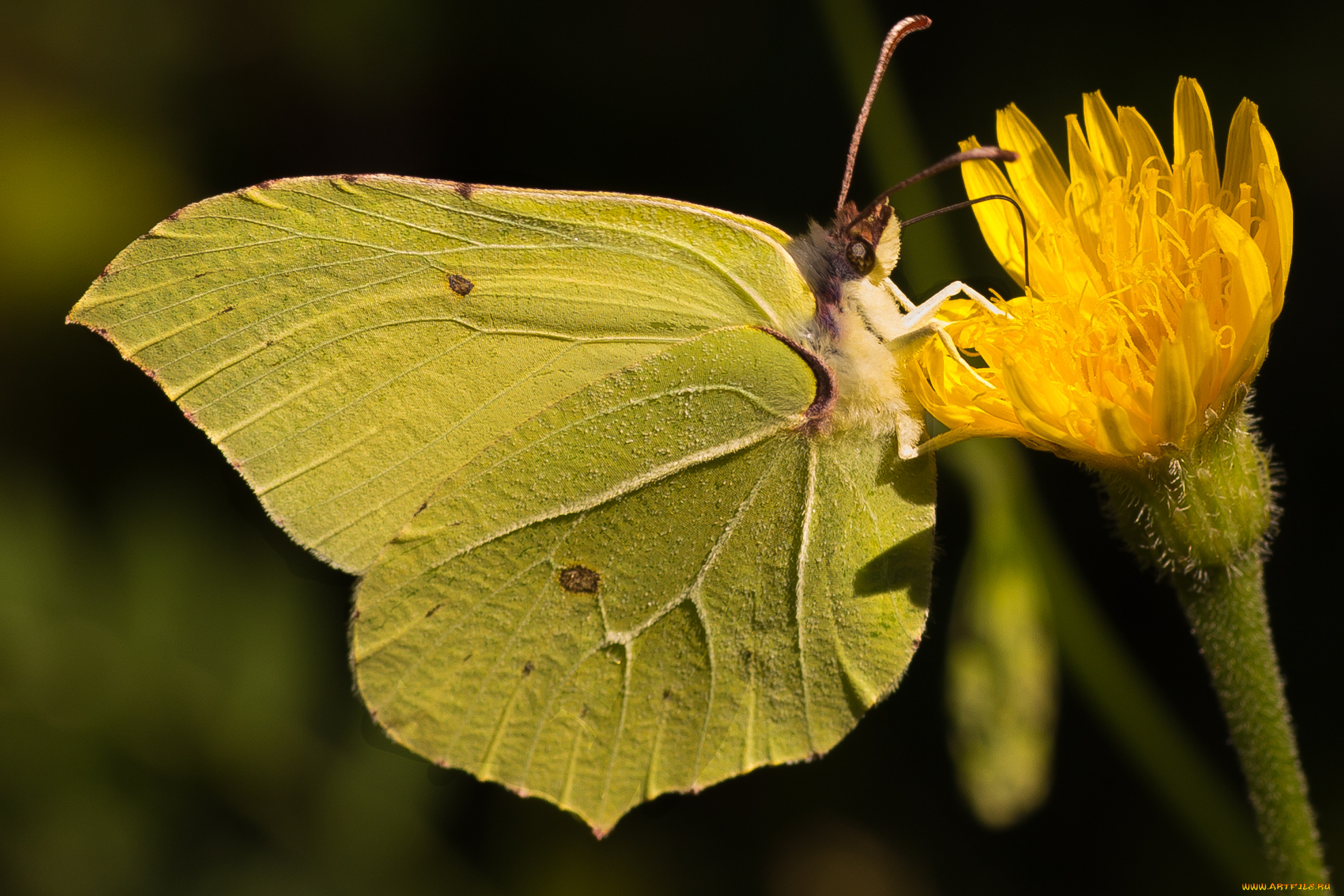 животные, бабочки, , мотыльки, , моли, бабочка