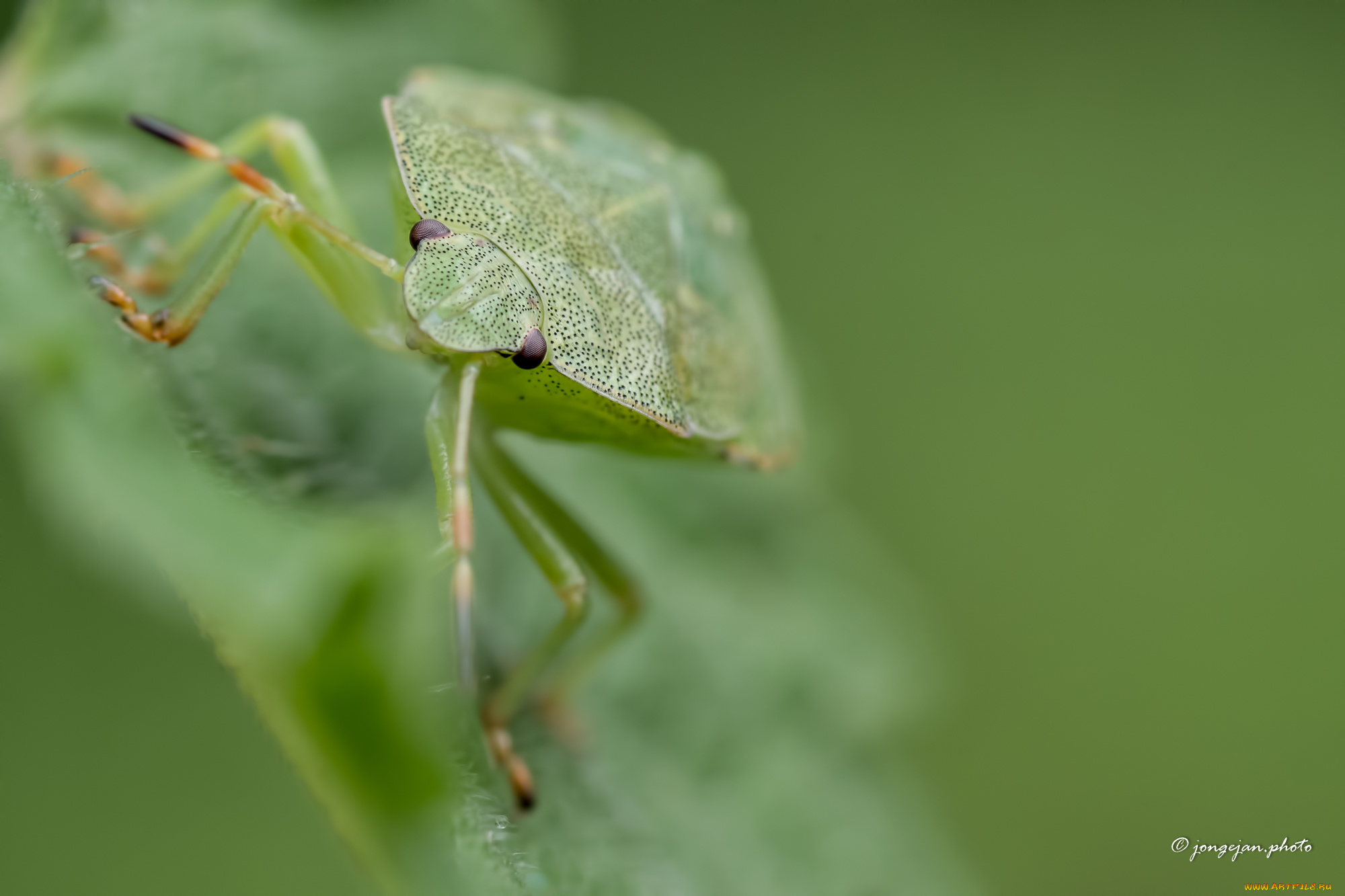 животные, насекомые, клоп