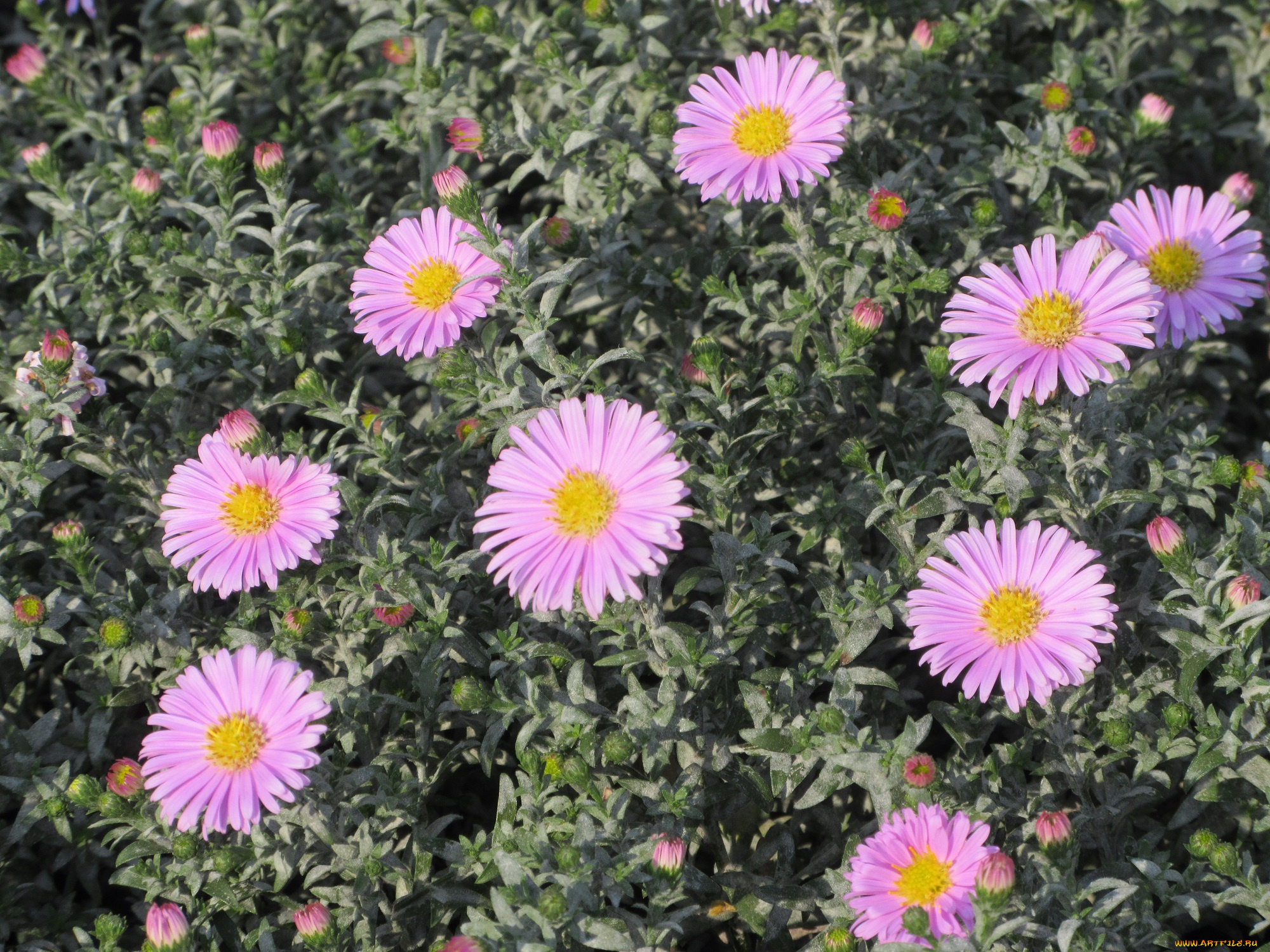 цветы, астры, розовые