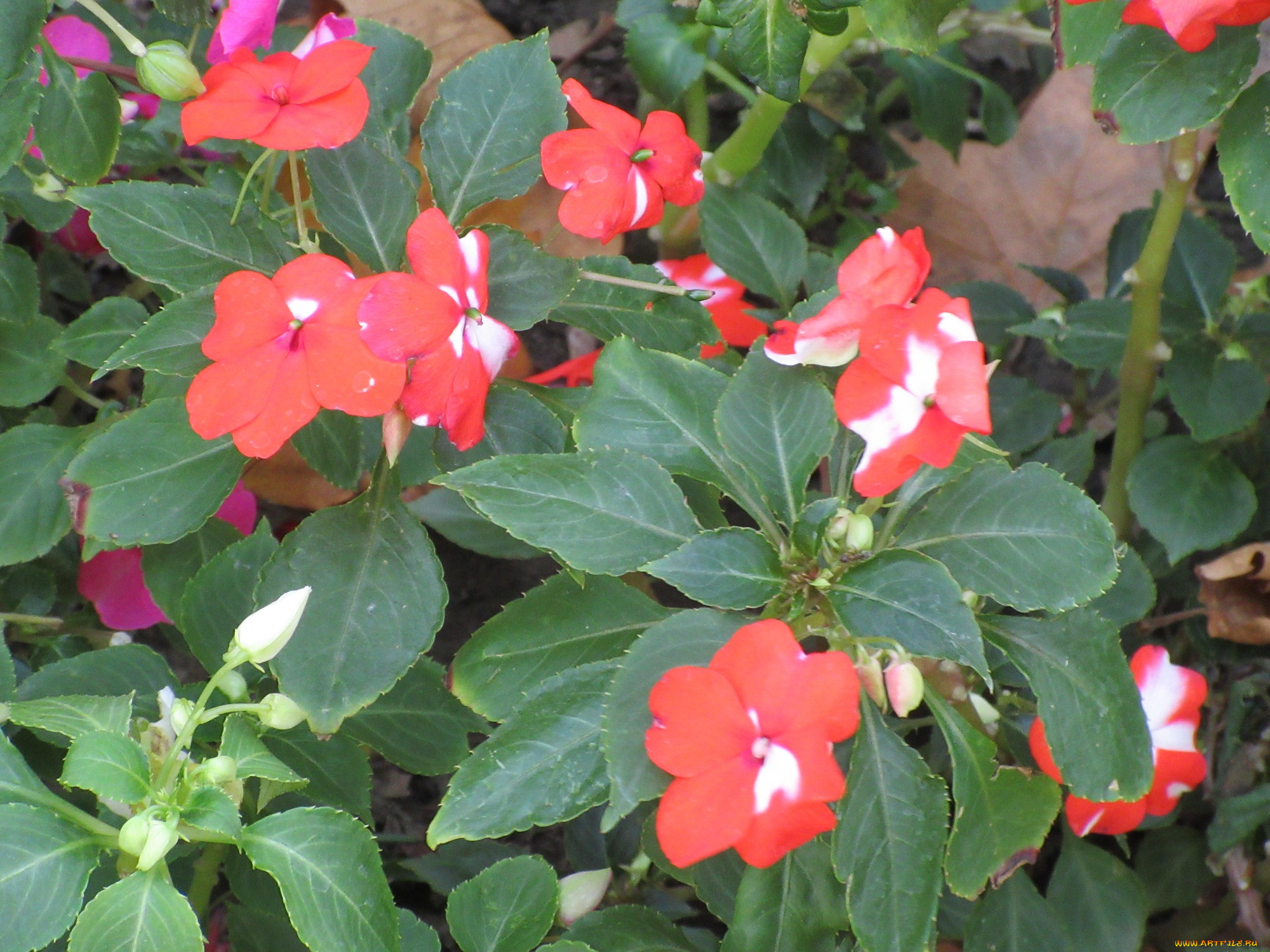 цветы, бальзамины, красные