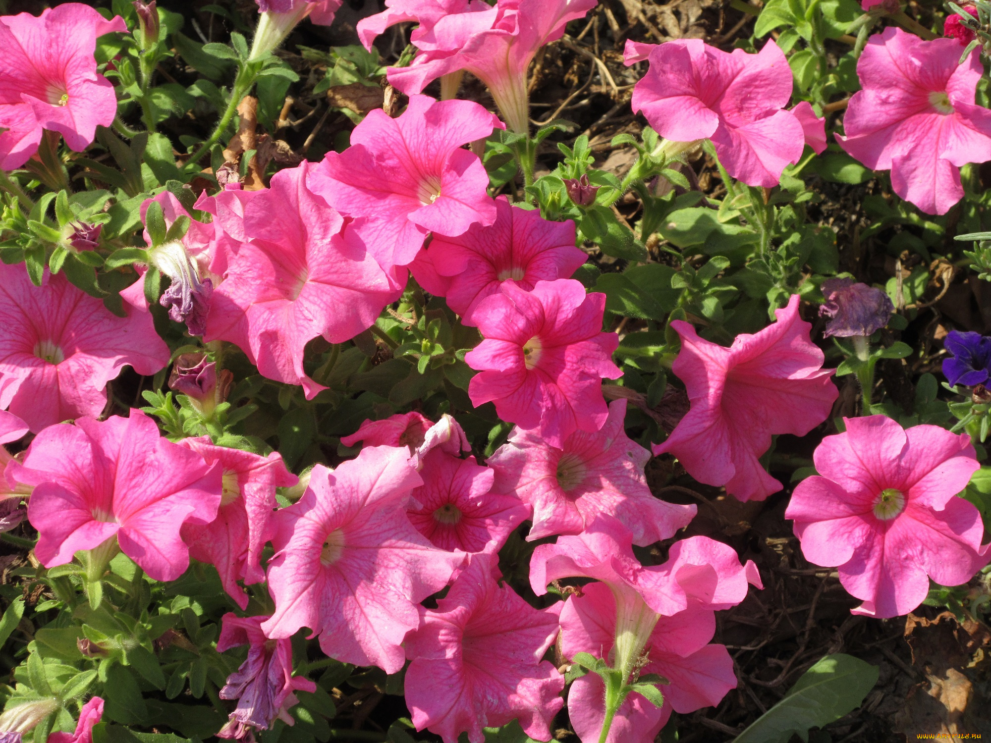 цветы, петунии, , калибрахоа