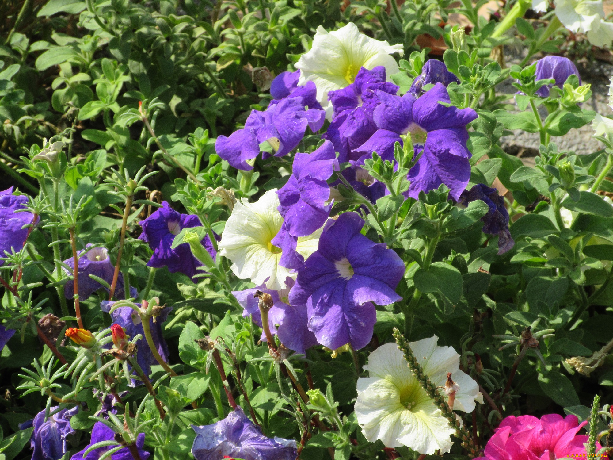 цветы, петунии, , калибрахоа