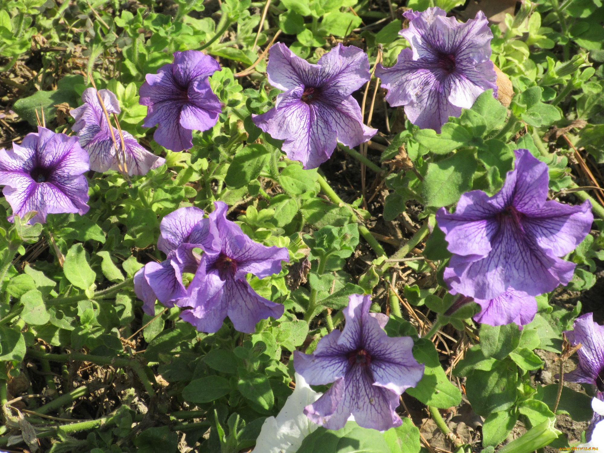 цветы, петунии, , калибрахоа