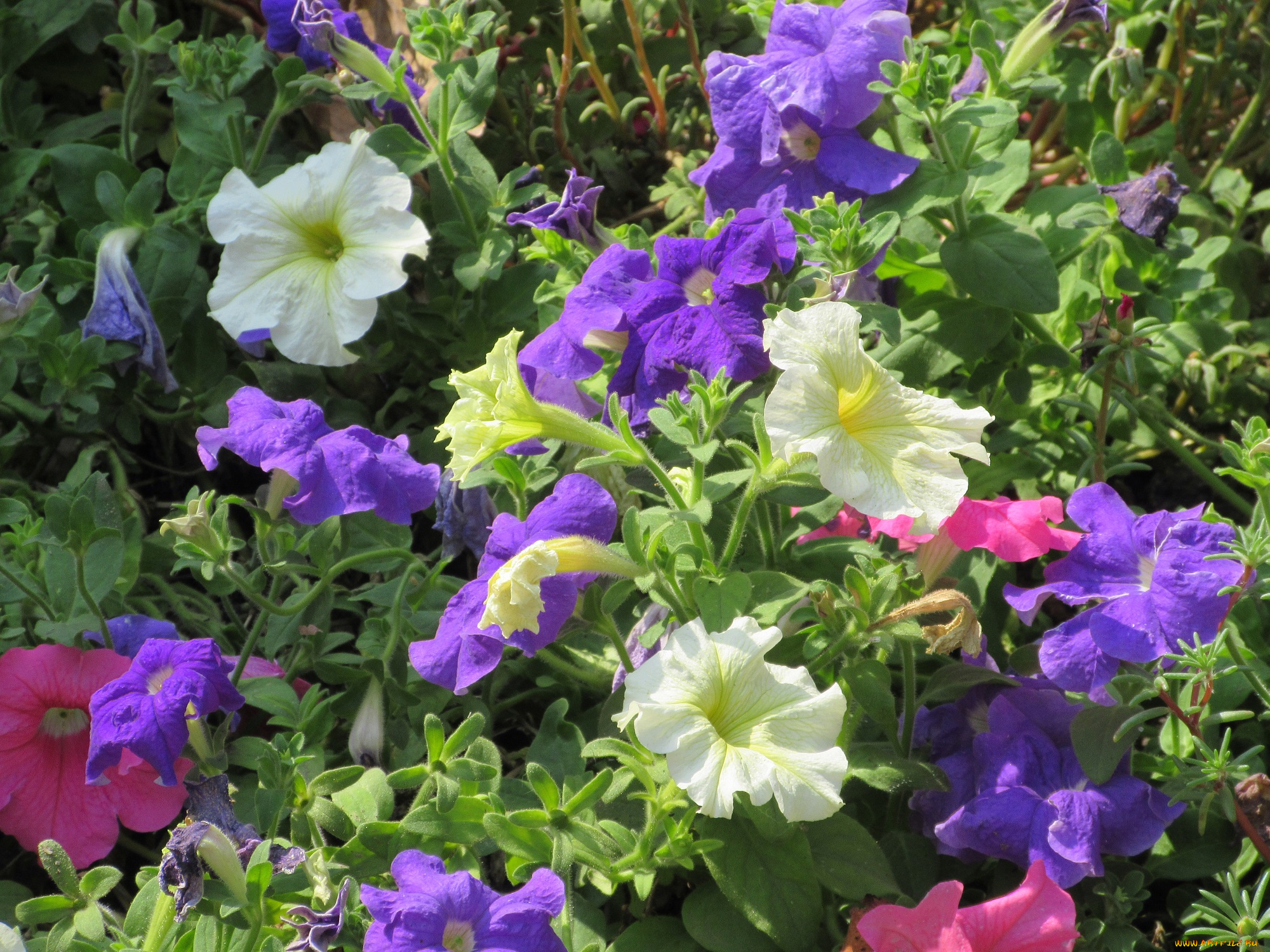 цветы, петунии, , калибрахоа