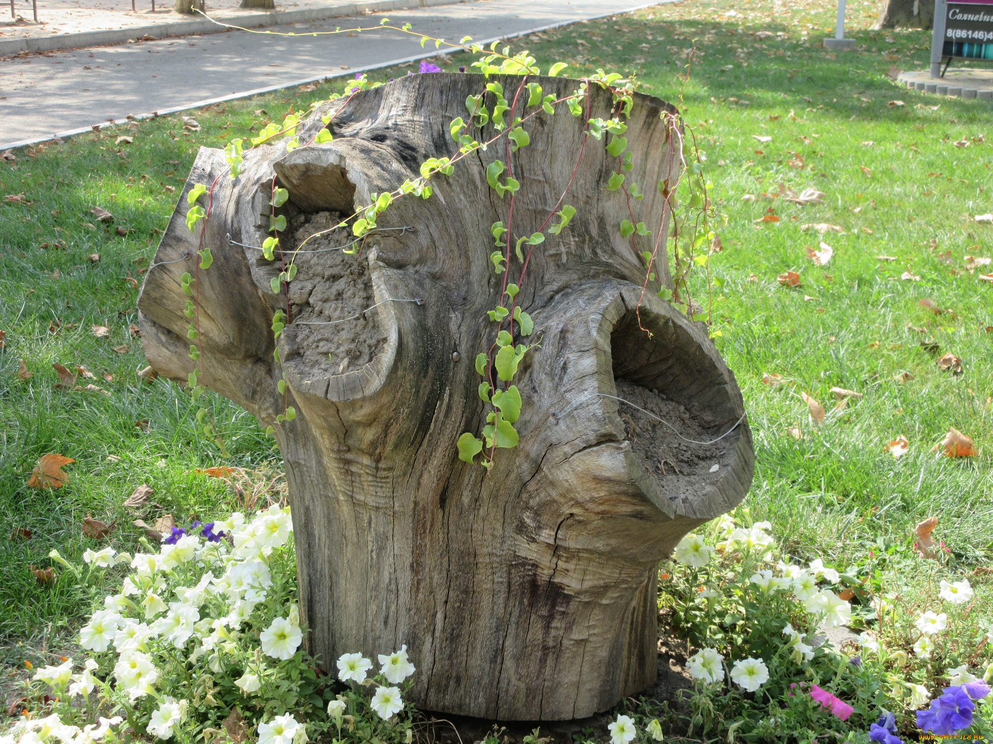 цветы, петунии, , калибрахоа, пень