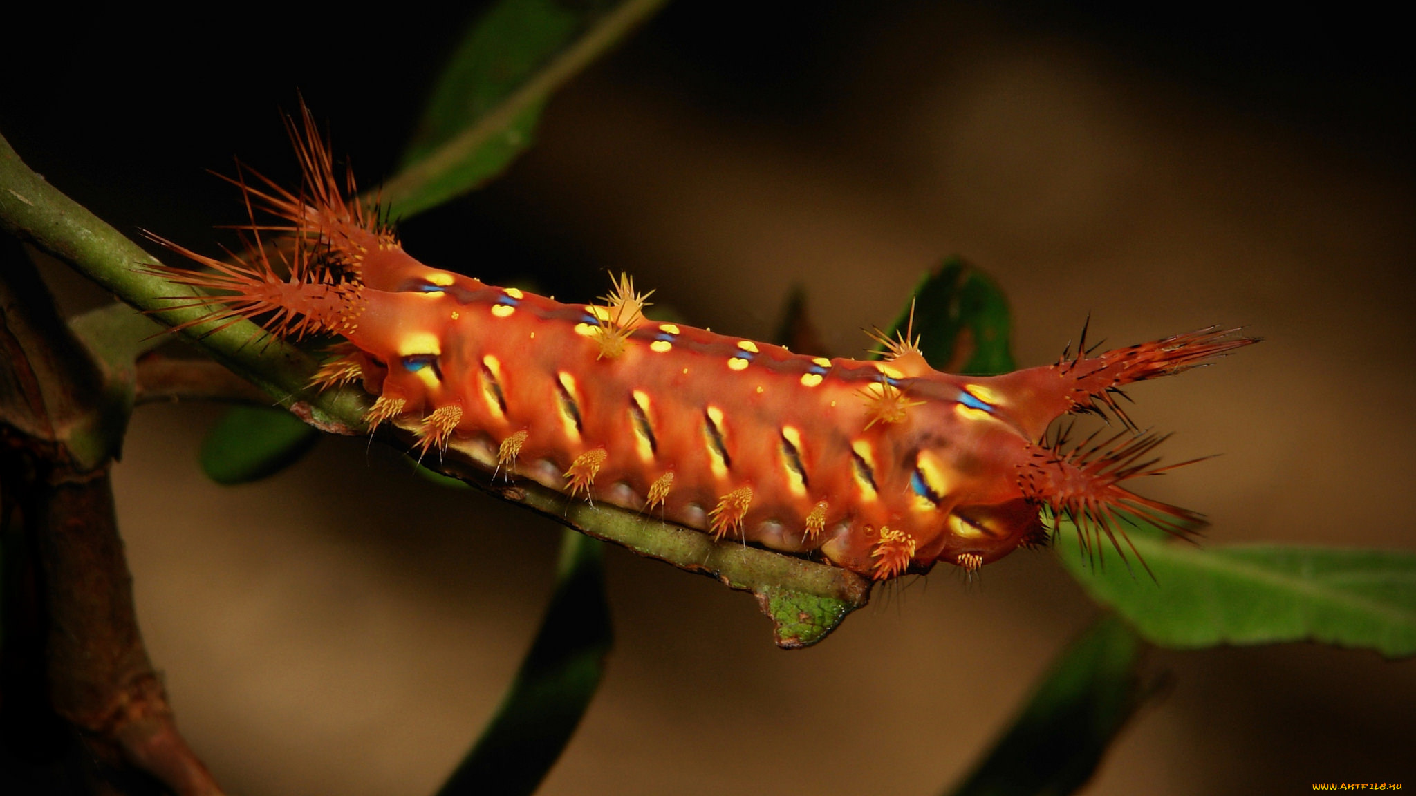 животные, гусеницы, гусеница