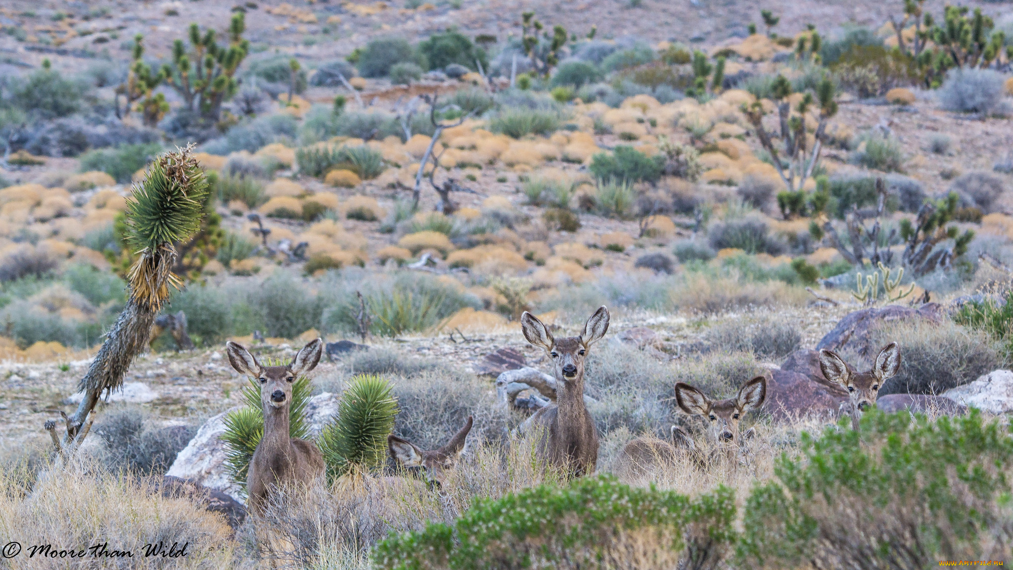 животные, олени