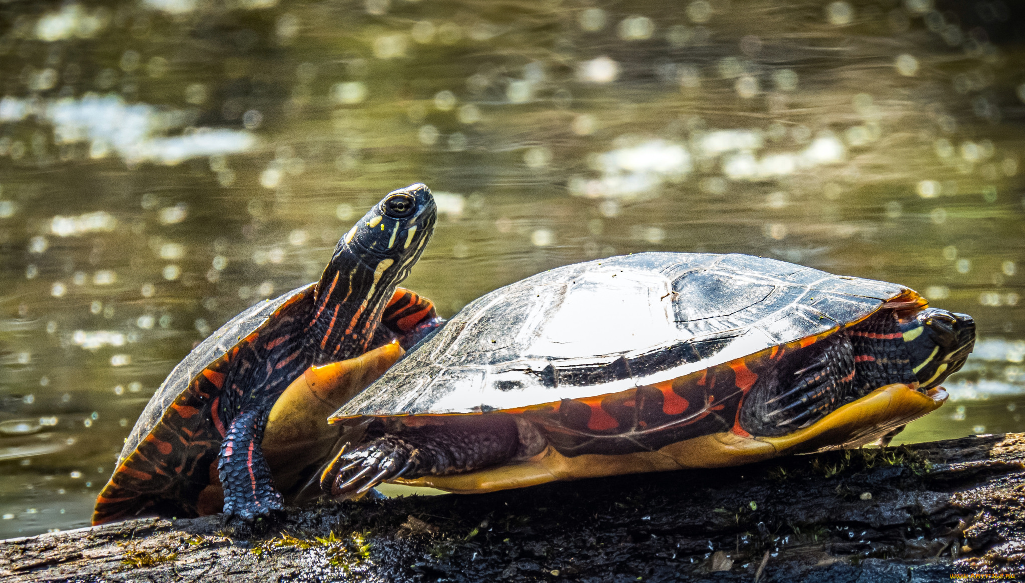 животные, Черепахи, черепаха