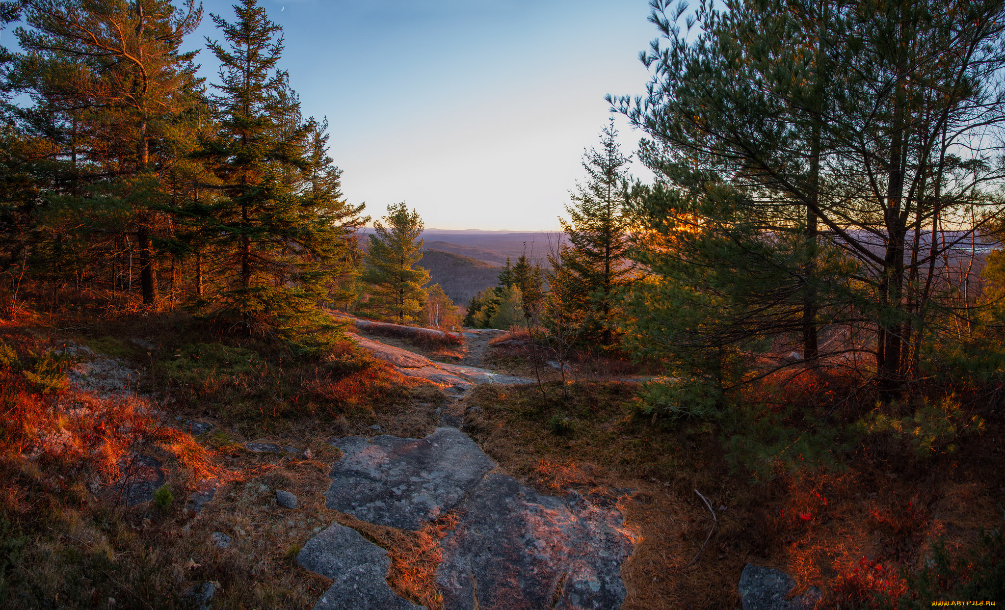 природа, лес, простор