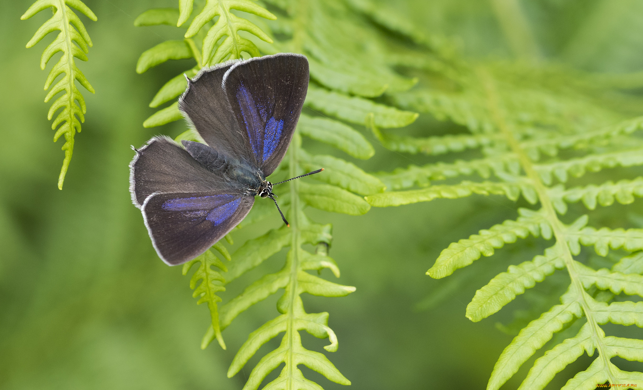 животные, бабочки, , мотыльки, , моли, бабочка