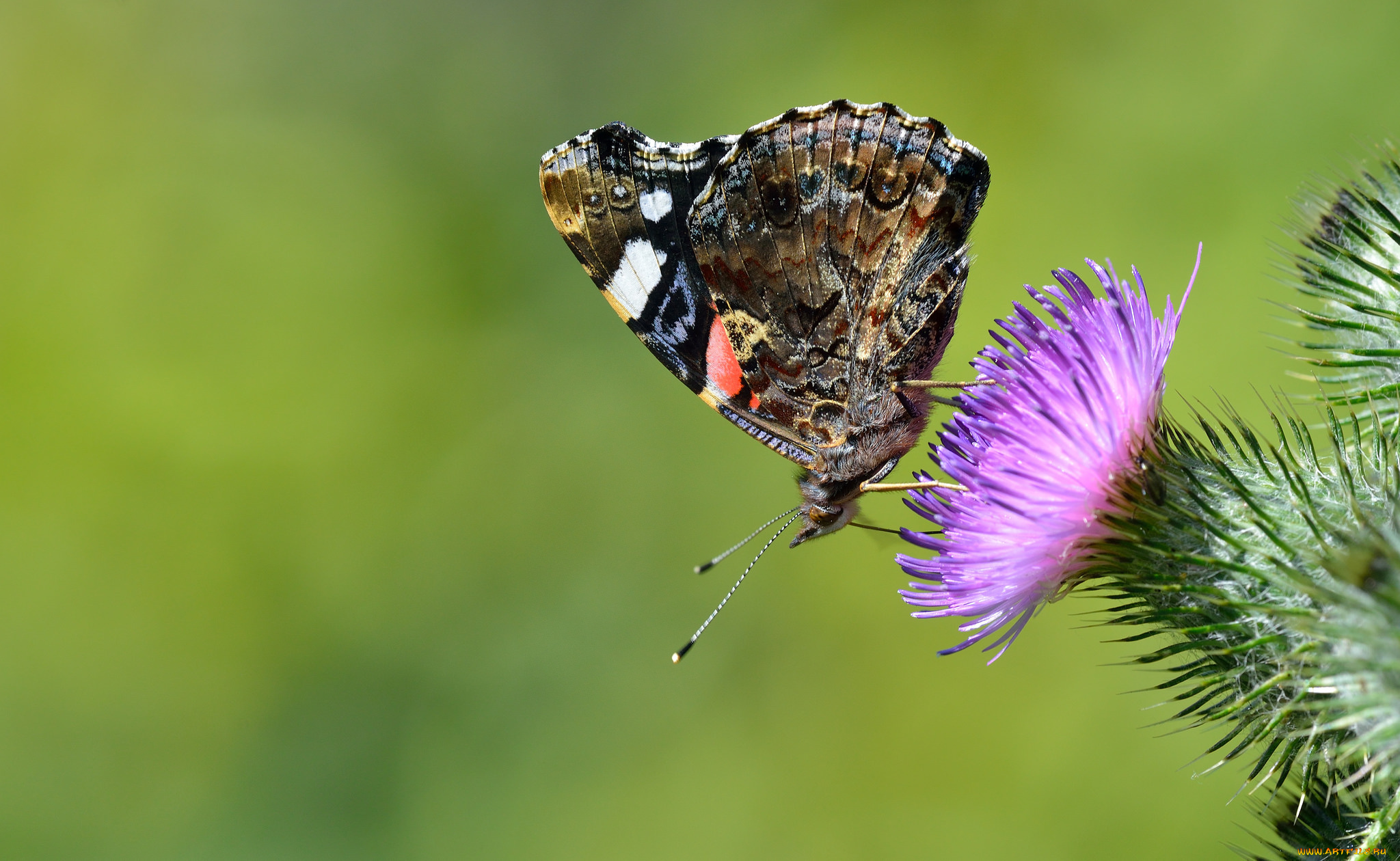 животные, бабочки, , мотыльки, , моли, бабочка