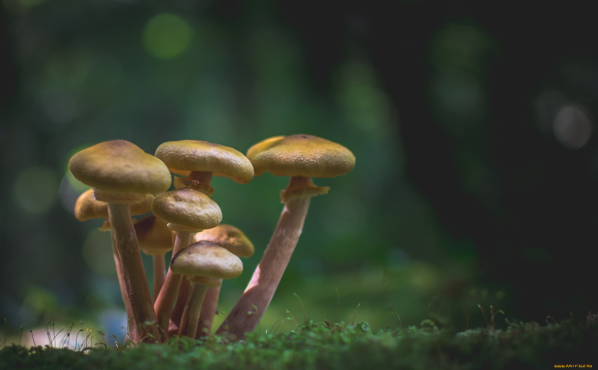 природа, грибы